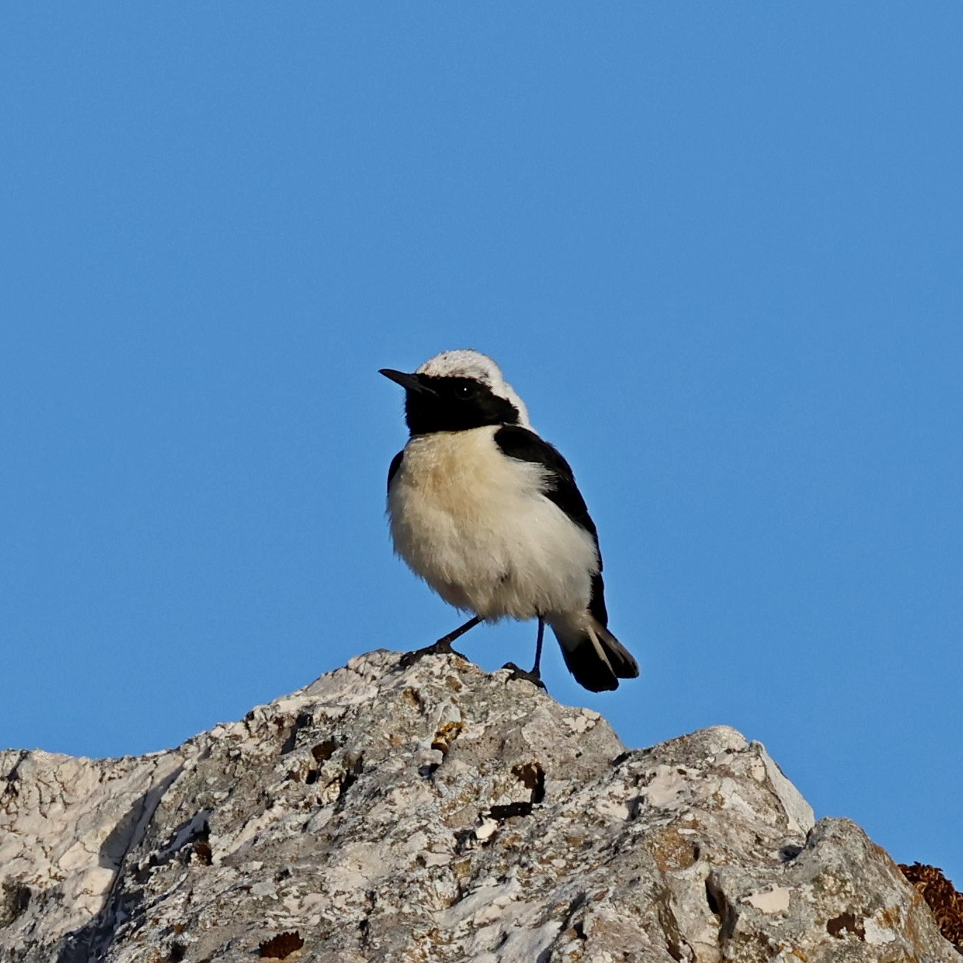 Kefalonia has wonderful wildlife, including some stunning birds. This is a black-eared wheatear, which I photographed on Mt Ainos a few days ago.
#islandwildlife #kefaloniawildlife #greekwildlife #guidedwildlifewalks #birdlovers