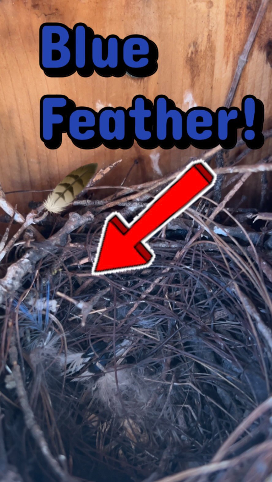 Bird Box Cleanout #thetoolpulse #diy #picquic #birding #birdhouse