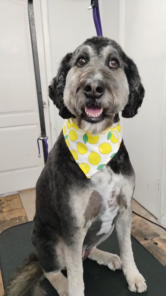 Rue comes in every 6 weeks and never misses her full spa package ✨🐾 That kind of consistency keeps her feeling calm, looking polished, and living her very best pampered life.
#doodlegrooming #luxurydoggrooming #spadayfordogs #sanmarcostx #happydoodle