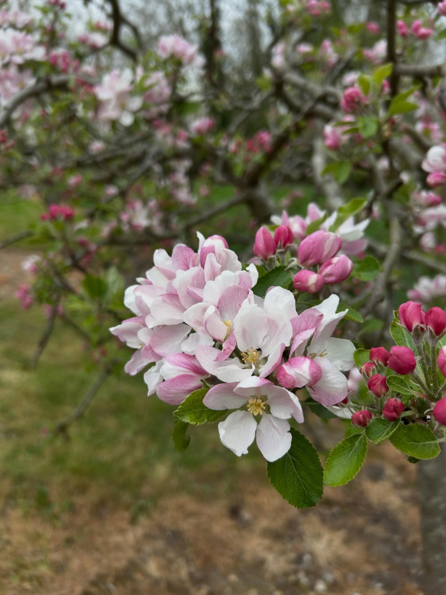 More apple blossom! Can’t get enough of it.
#apple #blossom #oxford #spring