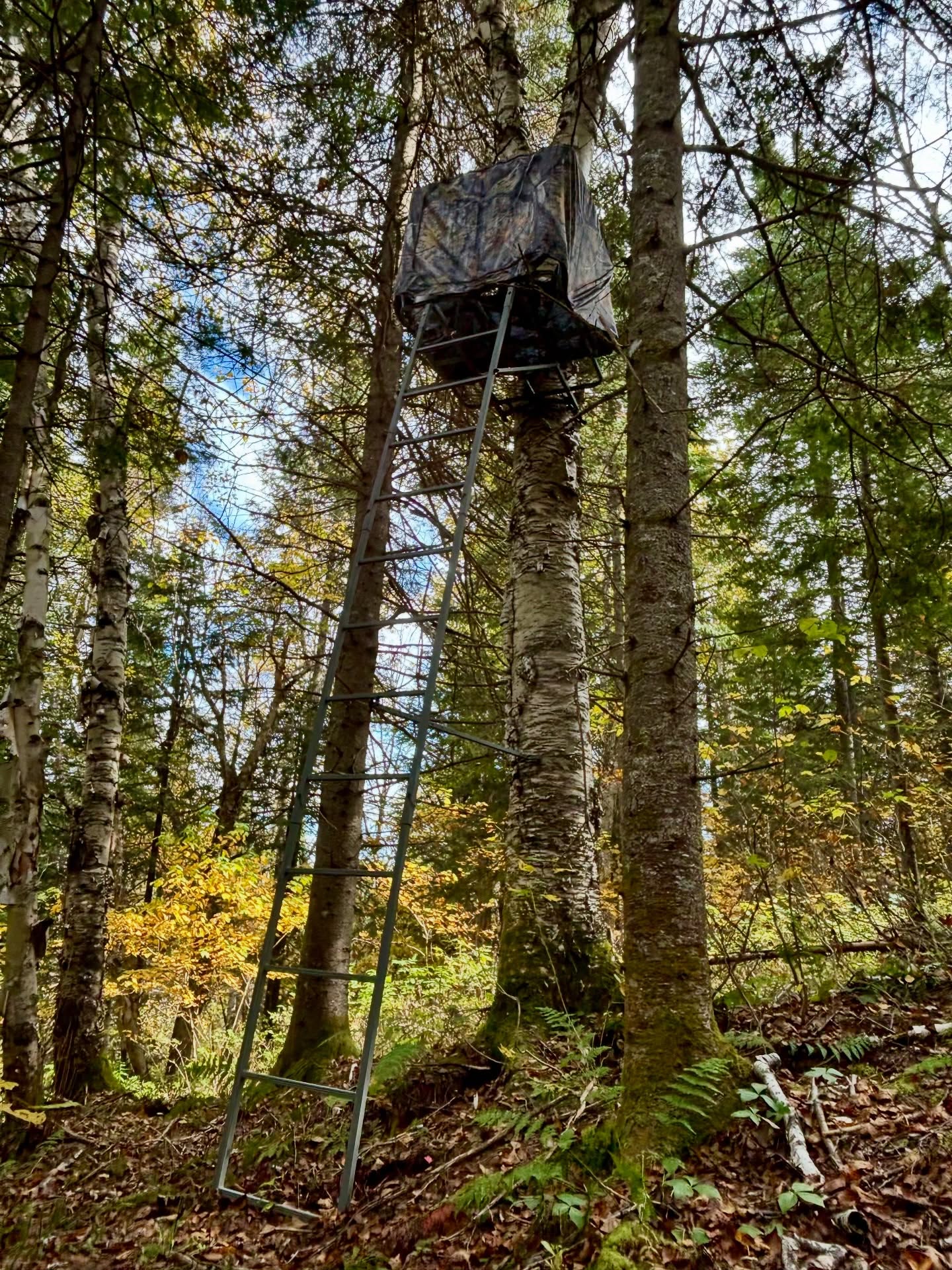 The place to be!!!
Altan Vortex Ladder Stand..!