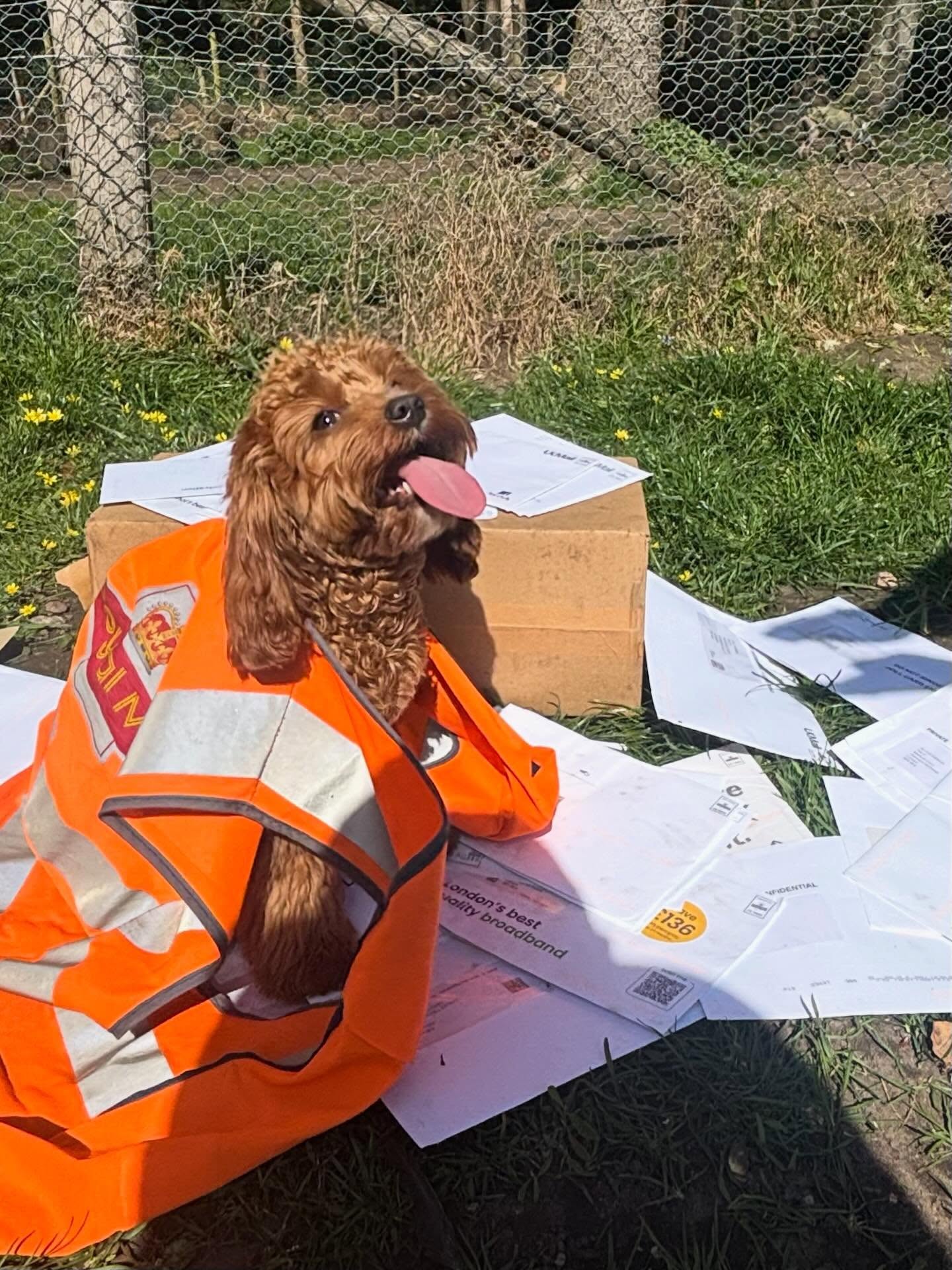 Post Office Pups in action! 📮
Our dogs enjoyed delivery-themed enrichment this week, using their noses, brains, and teamwork to complete fun challenges and stay mentally stimulated.