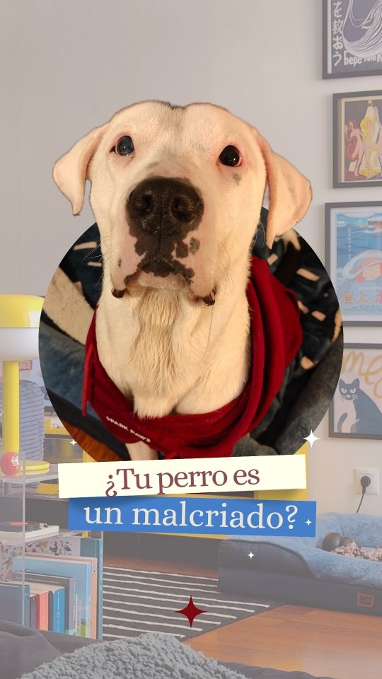 Huí de ahí 🚩
El problema nunca será quererlo mucho, solo hay que aprender a entenderlo y quererlo bien.
Un poquito de humor, no? 😂
.
.
.
.
.
.
.
.
.
.
.
#educacioncanina #comportamientocanino #doglover #funnytrend #adopcionresponsable