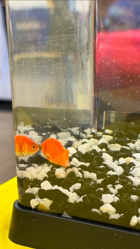Comment "LINK" to get the link to Small Groups S2:E3 where we chat with Kedon Gumerson about @kineticcatholic, @ncycofficial, youth ministry, social media, and of course, fish!!
#fish #kineticcatholic #catholic #podcast #christian