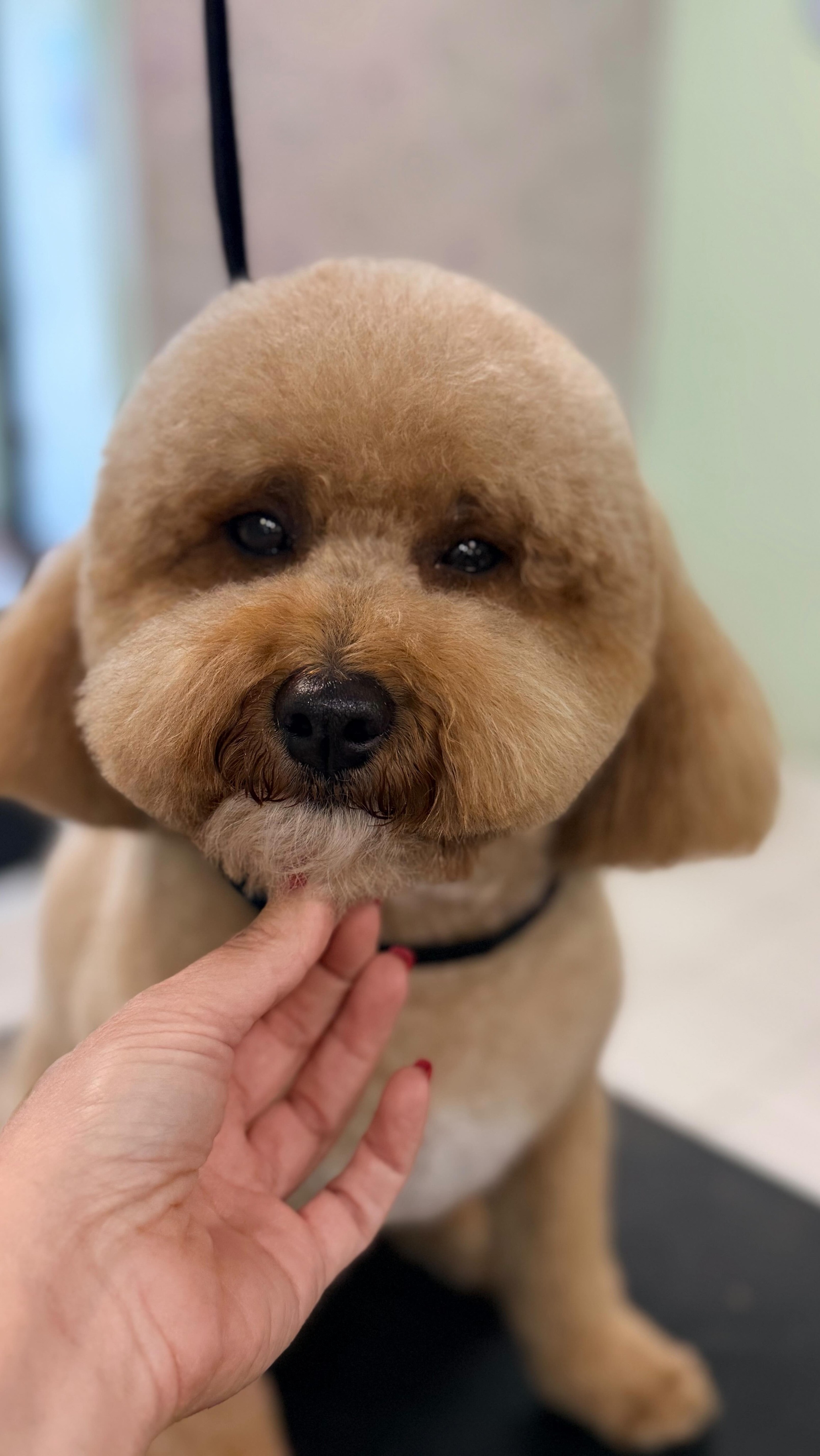 Sneak Peak of a grooming session at City Pooch #miami #brickell #coconutgrove #citypooch #citypoochpetgrooming