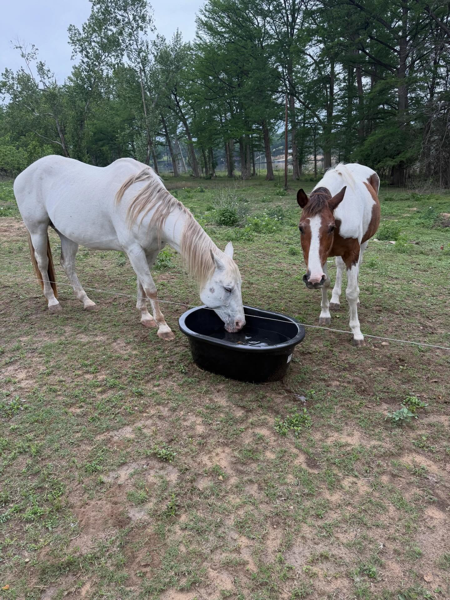 Fixin to saddle up and head for Alpine, TX tonight for their Spirits of the West Fest, playing at 7:30 with the Blues Boy @jacobkylemusic on guitar @camzmartin0126 Cameron the Hammer Martin on drums and Sterling the Miracle Man Finlay on bass
Saturday night I’ll be back here in New Braunfels with the band for the @hopehospice Denim and Diamonds Gala at the McKenna Events Center 6-10 with the mighty @mark_tokach on guitar
Next Friday May 1 I’ll be playing acoustically at @oldquarterac with the great @oconnormoc pickin guitar, get tickets at www.oldquarteracousticcafe.com