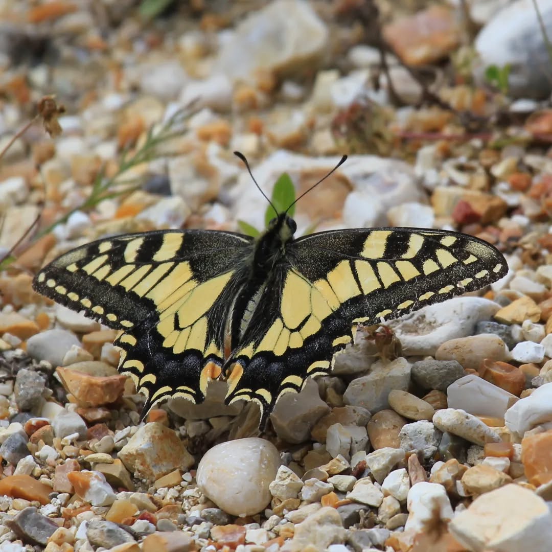 A common swallowtail butterfly at Katelios.
#islandwildlife #kefaloniawildlife #greekwildlife #guidedwildlifewalks #butterfly