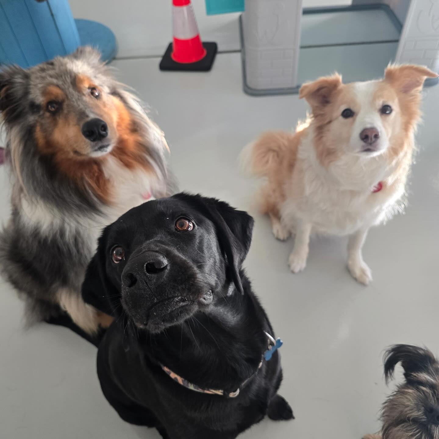 What a fun Friday 😍🐾🐶💛
.
.
.
.
.
.
#dogdaycarefun #dogdaycarelife #dogdaycare #dogfun #wooflandnz