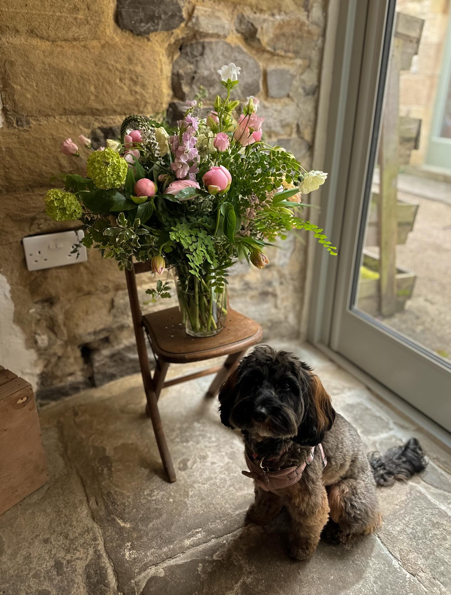 Poppy wanted to say thank you for a busy week 💐
We got to meet lots of lovely new people who were very happy to make a fuss of Poppy (which she was very happy about) and it’s been such a joy seeing so many beautiful arrangements and bouquets leave the shop — many for celebrating the birth of a baby, and plenty for those “just because” moments 🤍
You can probably spot the very first peonies starting to make an appearance… and we’ll be making sure to stock them for as long as the season allows 🌸
A little note for next week: we will be closed on Saturday 25th as I’ll be heading down to London to watch my brother run the London Marathon on Sunday 🏃♂️
Our last day for collections and deliveries will be Friday 24th — so please make sure to get your orders in with plenty of time.