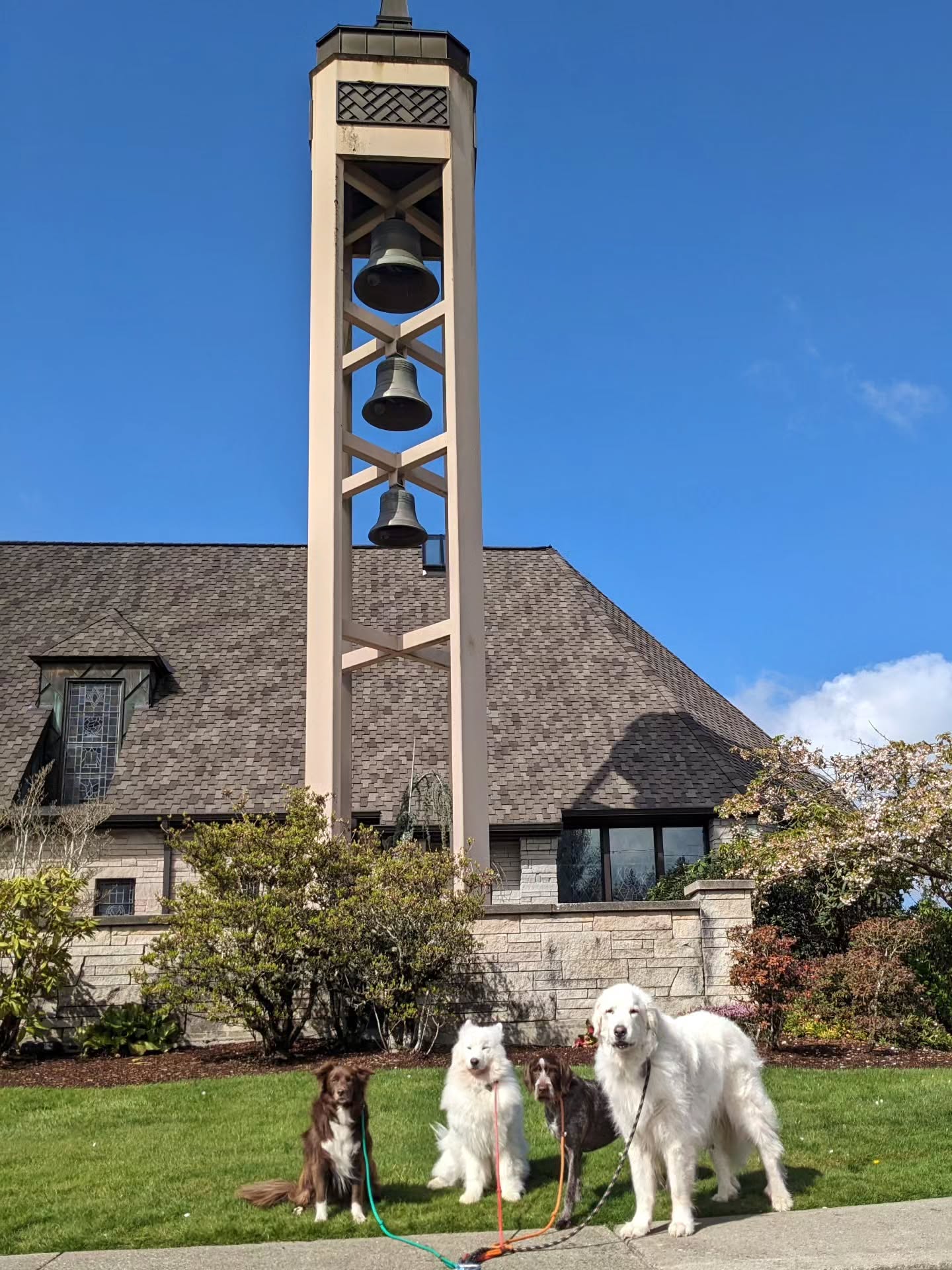 It would have been fun to ring the church bells for Halo, but I think she had enough loud noises during yesterday's thunder ⚡ I was singing Thunder (Imagine Dragons) and Thunderstruck (AC/DC) for Halo during the afternoon walk yesterday.
.
.
.
#dogwalker #packwalk #samoyed