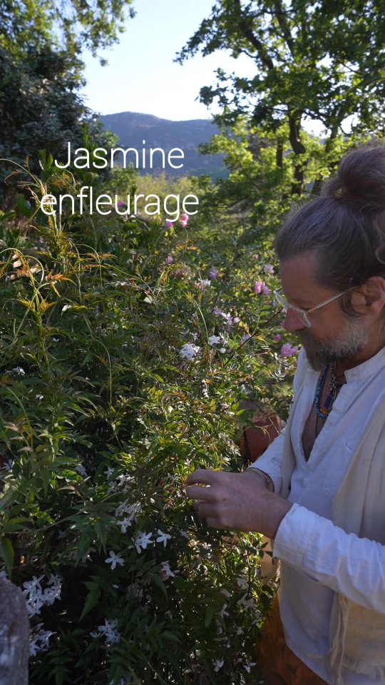 Jasmine enfleurage day 6
#naturalperfume #parfumnaturel #shariniparfumsnaturels #enfleurage #jasmine