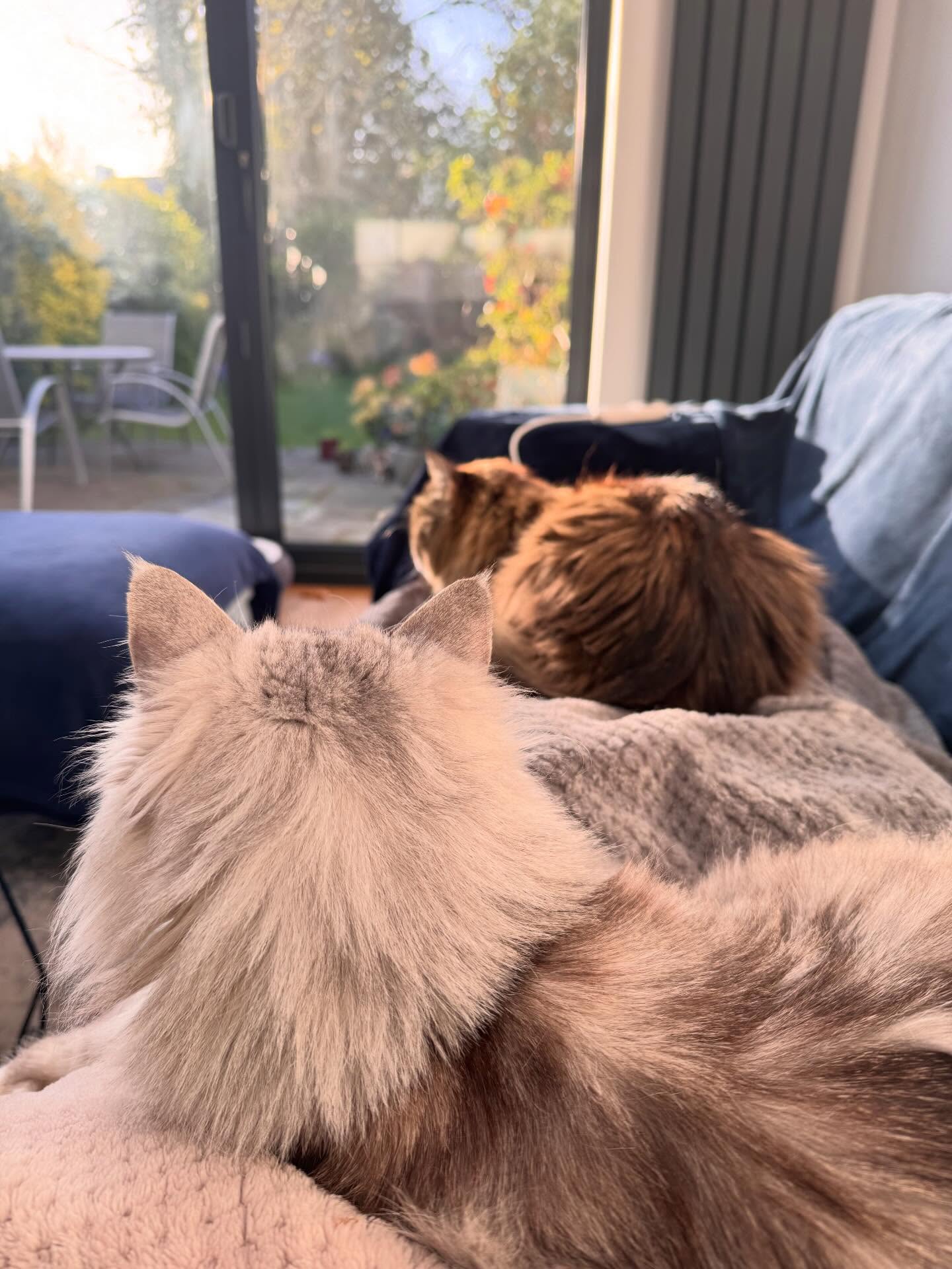 Early morning companions🌤️😻
