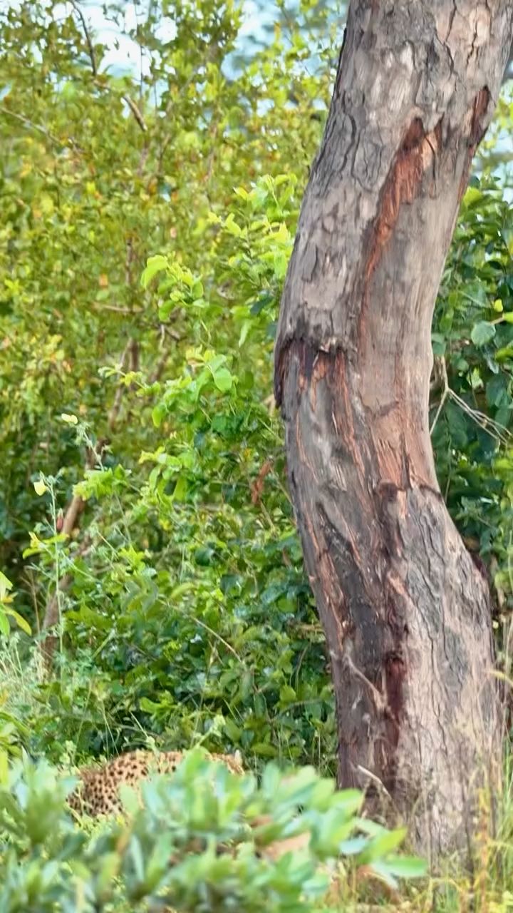 A leopard protecting her hard to get meal form other predators and scavengers by taking it high on the tree.
Witness more with www.planetgogoadventure.com
#adventuretime #wildlifeplanet #travel #naturelovers #travelplanner