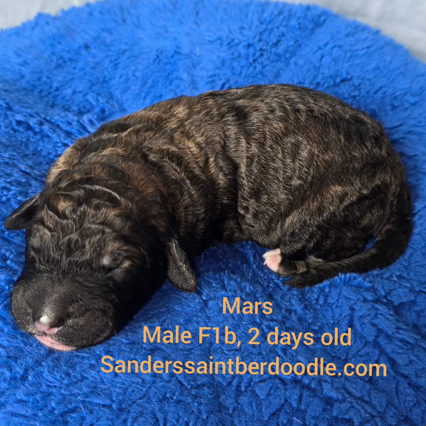 Available Mars
Male F1b, 2 days old
BW 1.4
#sanders_saint_berdoodle #doodle #poodle #puppy #dogsofinstagram