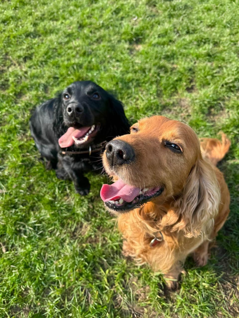 Some recent faces! 🐶 🐾
#dogboarding #happydoglife #doglovers #yorkshiredogs #dogboardingbusiness