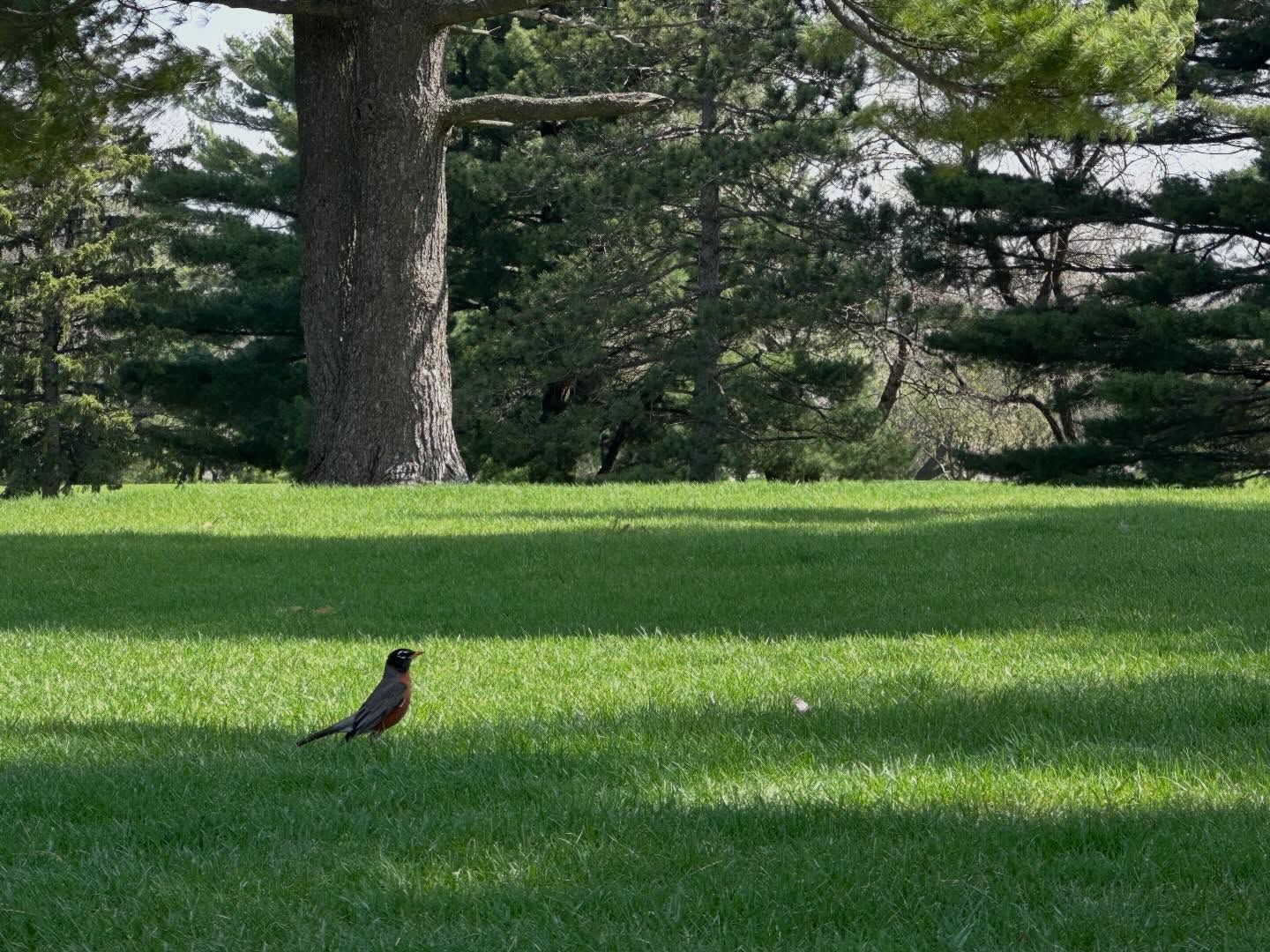 *Majestic Bird Photo*