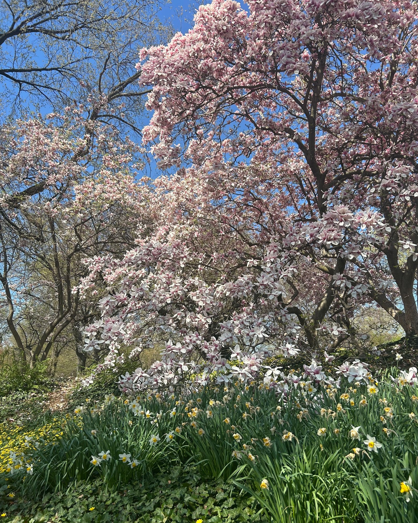 Happy Earth Day! 🌿
"Look deep into nature, and then you will understand everything better." — Albert Einstein
#CentralParkPilates #PilatesinthePark #CentralPark #ThingstodoinNYC #OutdoorNYC