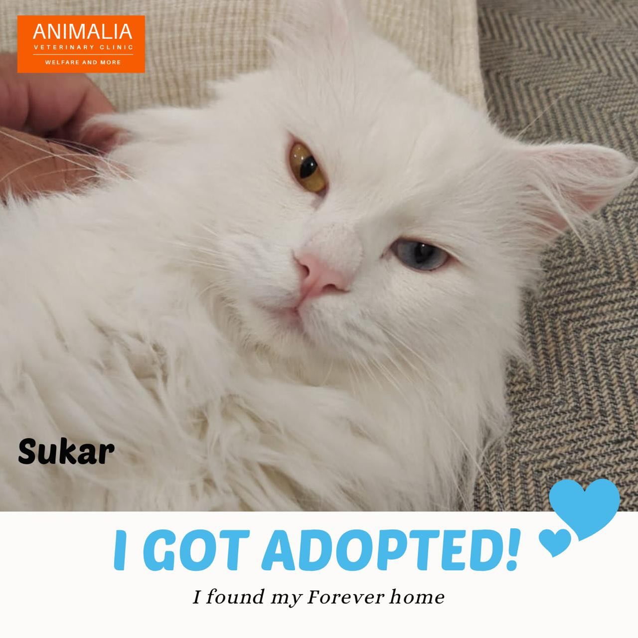 #adoptdontshop #dontleavebehind #dontabandonyourpets #animaliauae @animaliauae #loveanimals