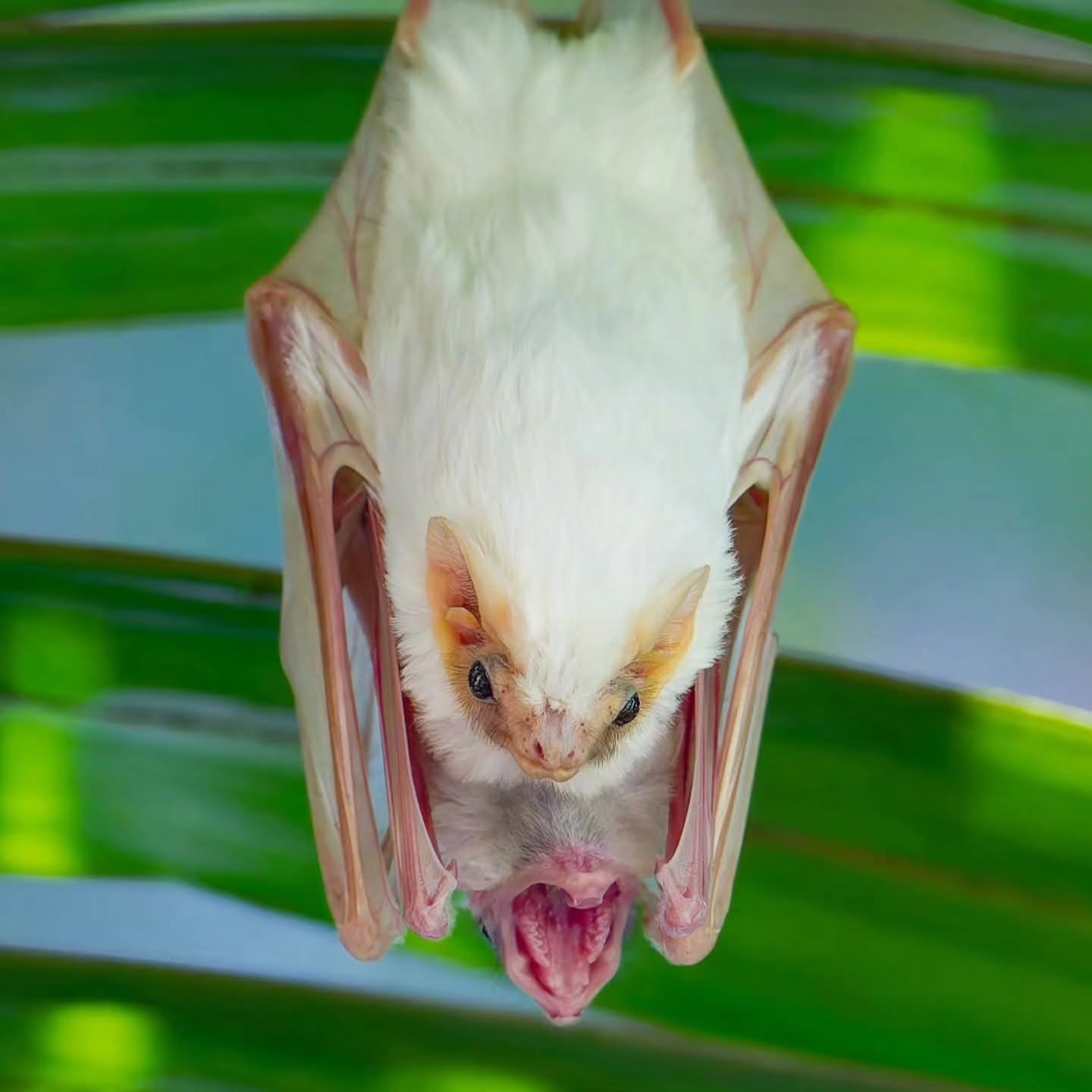 Northern Ghost Bat (Diclidurus albus)
One of the most mysterious bats you can find in Costa Rica! Known as the “ghost bat” because of its pure white color, it almost looks like a floating spirit flying through the night. 👻🌙
• Unlike most bats, it flies high above the forest canopy, making it very rare to see.
• It feeds mainly on moths and flying insects, helping control insect populations.
• Its wings are slightly pink and translucent, giving it a very unique appearance in flight.
• It often roosts under palm leaves or in small hidden spots, sometimes even looking like a wasp nest!
• It’s considered a rare sight, so spotting one is truly special!
Nature in Costa Rica always has something magical waiting… you just have to look up at night
#DiclidurusAlbus #GhostBat #CostaRicaWildlife #NightLife #FreddyExperiences PuraVida