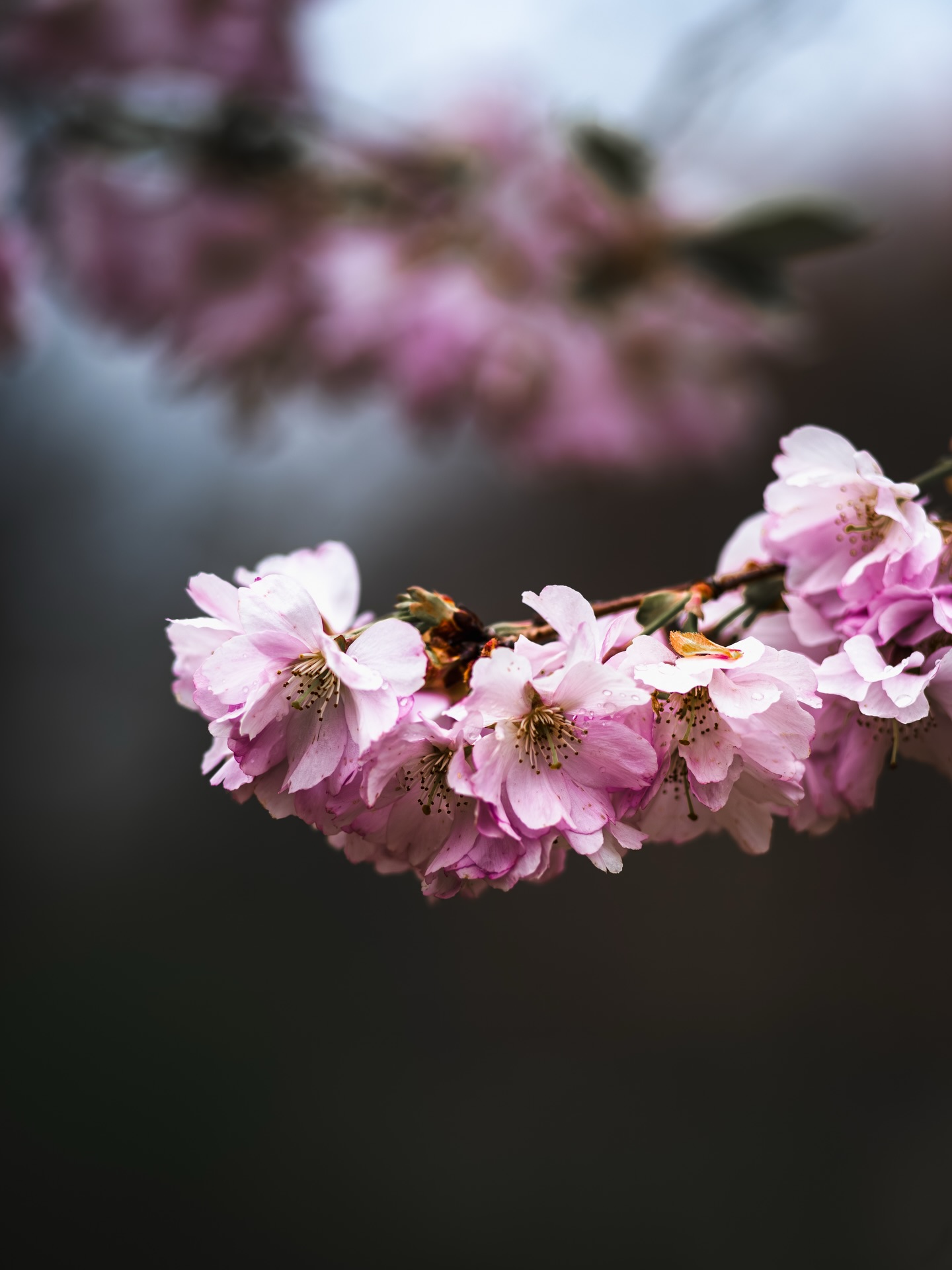 Manchmal sind es nicht die großen Motive, sondern die leisen Details, die hängen bleiben.
Ein Moment, der fast übersehen wird – und genau deshalb so besonders ist.
Zart. Ruhig. Echt.
So fühlt sich Frühling an, wenn man ihn wirklich sieht.
#carlography #naturfotografie #frühlingserwachen #bokehliebe #brandenburgfotograf