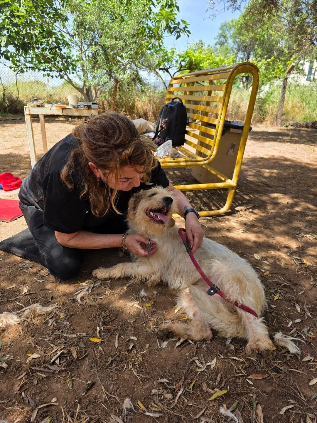 This week we had volunteer Karin helping out in the enclosure! Karin is a part of our post-adoption care team in the Netherlands, and is one of the points of contact for our adopters in the Netherlands and Belgium. This week, she came to the enclosure to meet all the dogs, and to give some of our new rescues a much needed grooming session!
It was lovely to have Karin helping out this week, thank you Karin for your hard work!