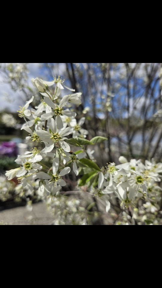 Our Amelanchier 'Autumn Brilliance' is in gorgeous bloom