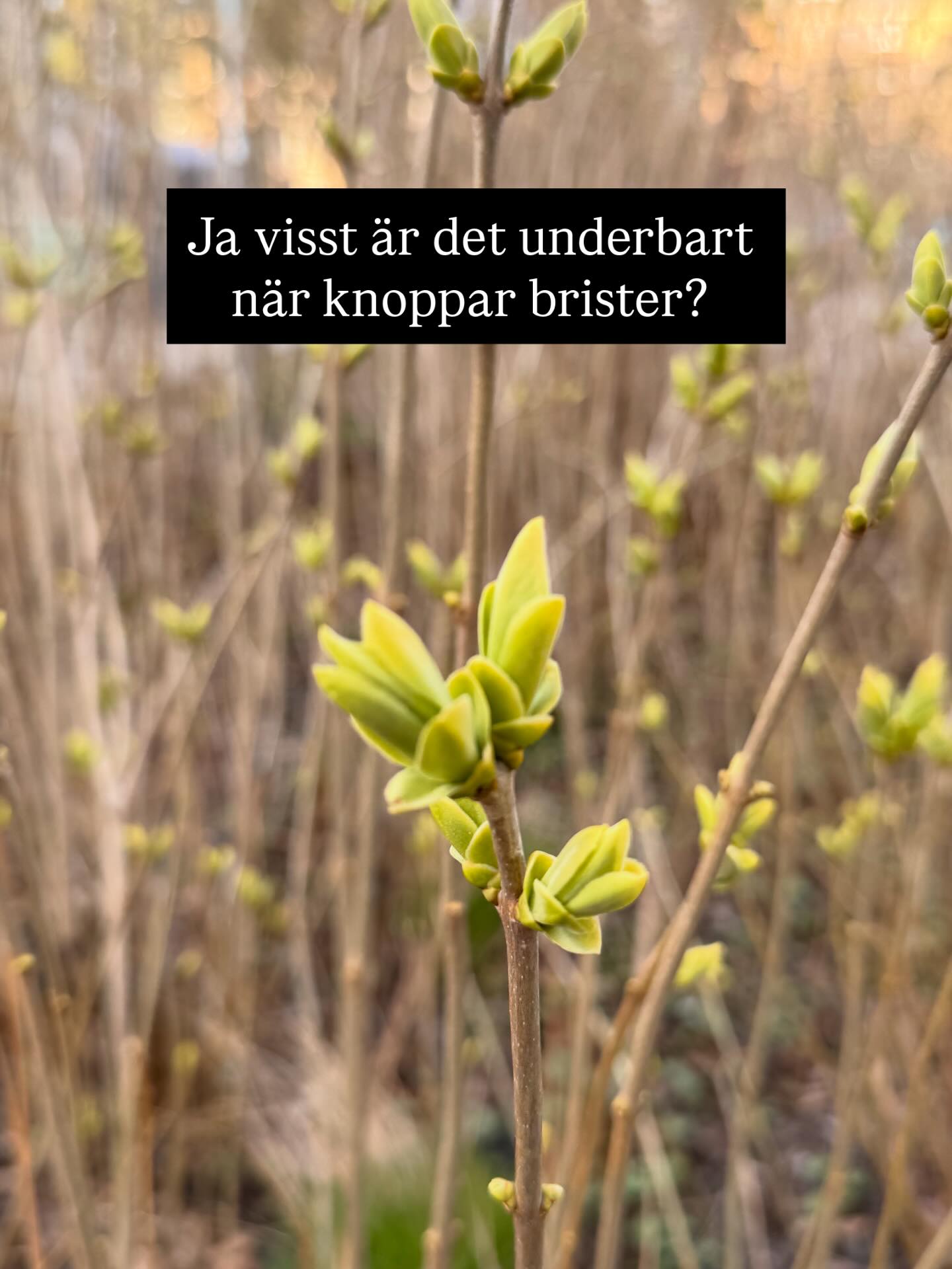 Nu spirar det överallt! 😍 Har ni koll på när och hur syren ska gödslas och beskäras..? Kolla i appen Mitt Trädgårdsår! 📲