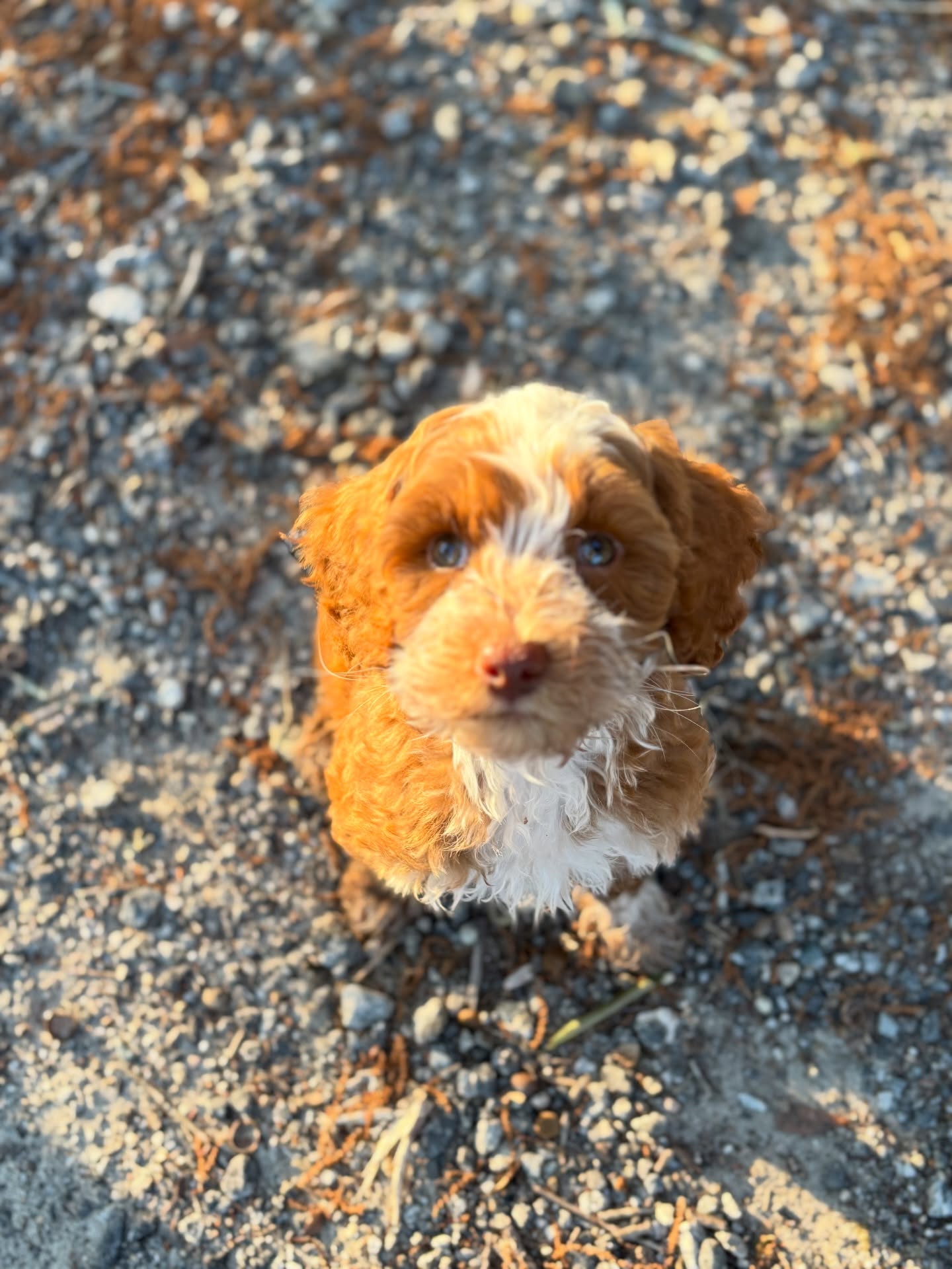 Building better bonds, one treat at a time. 🐶
@cnrfarms1
#australianlabradoodle #dogsofsavannah #puppytraining