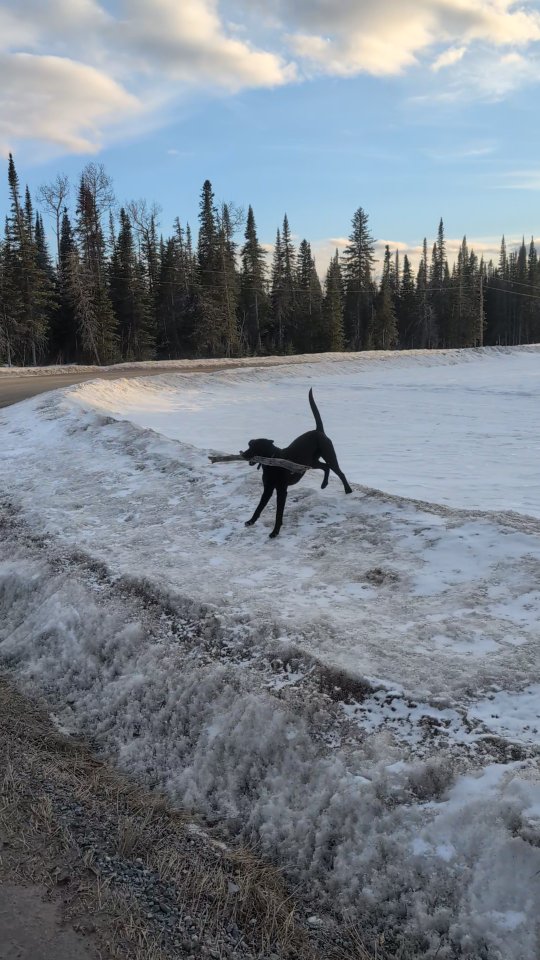 When I try to take a regular walk; my lab carrying a log around to show it off, the neighbors borrowed dog joined us, I decided to walk on the lake to do a loop, broke through top layer of ice twice #soaker and fell on my ass once😂