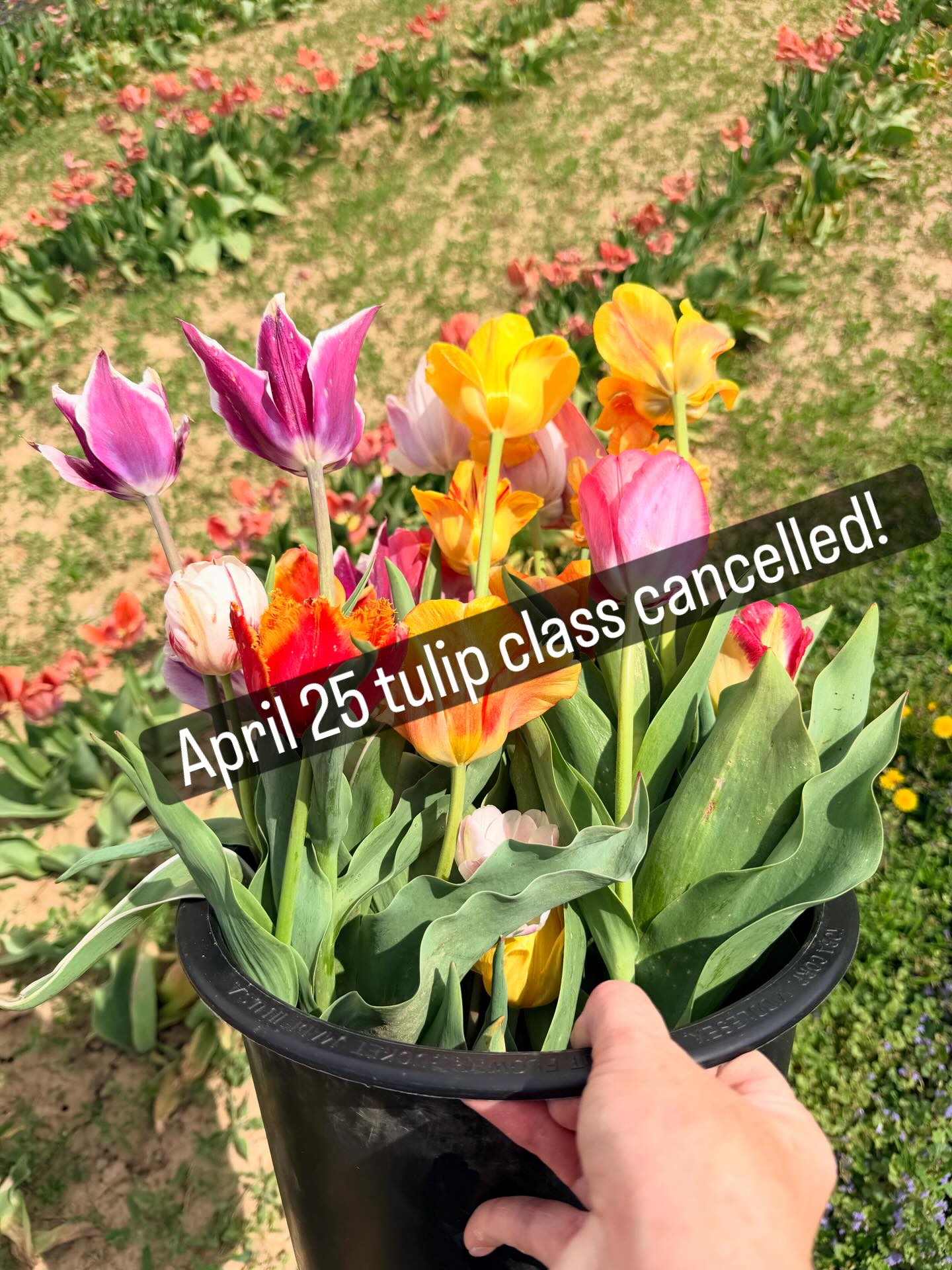 Hi everyone! If you’re signed up for Saturday’s tulip watercolor class at Burket Farm, I have some sad news! We have to cancel the class because of Mother Nature! The weather has just been too warm and the tulips are past their peak. It’s a sad decision because I know how many of you were looking forward to painting among the tulips this weekend. I didn’t think you’d have quite the same experience without the tulips. I’ll be sending out an email and processing refunds tonight!
Stay tuned for other outdoor watercolor classes this summer!