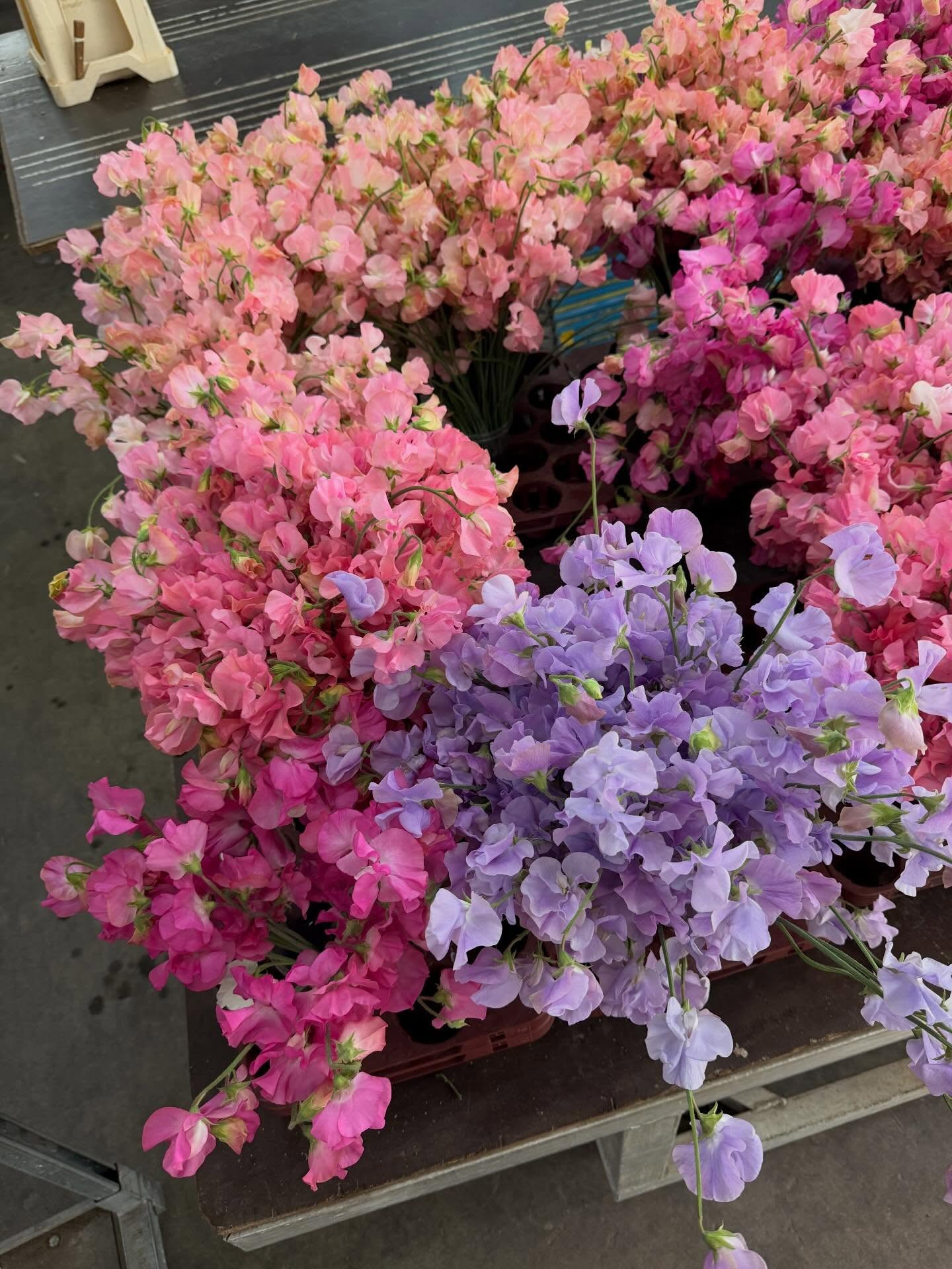 @lathyrus.nl making sweet pea dreams come true. SO thankful for this opportunity to chat with the folks lovingly growing and caring for our favourite, sweet pea.