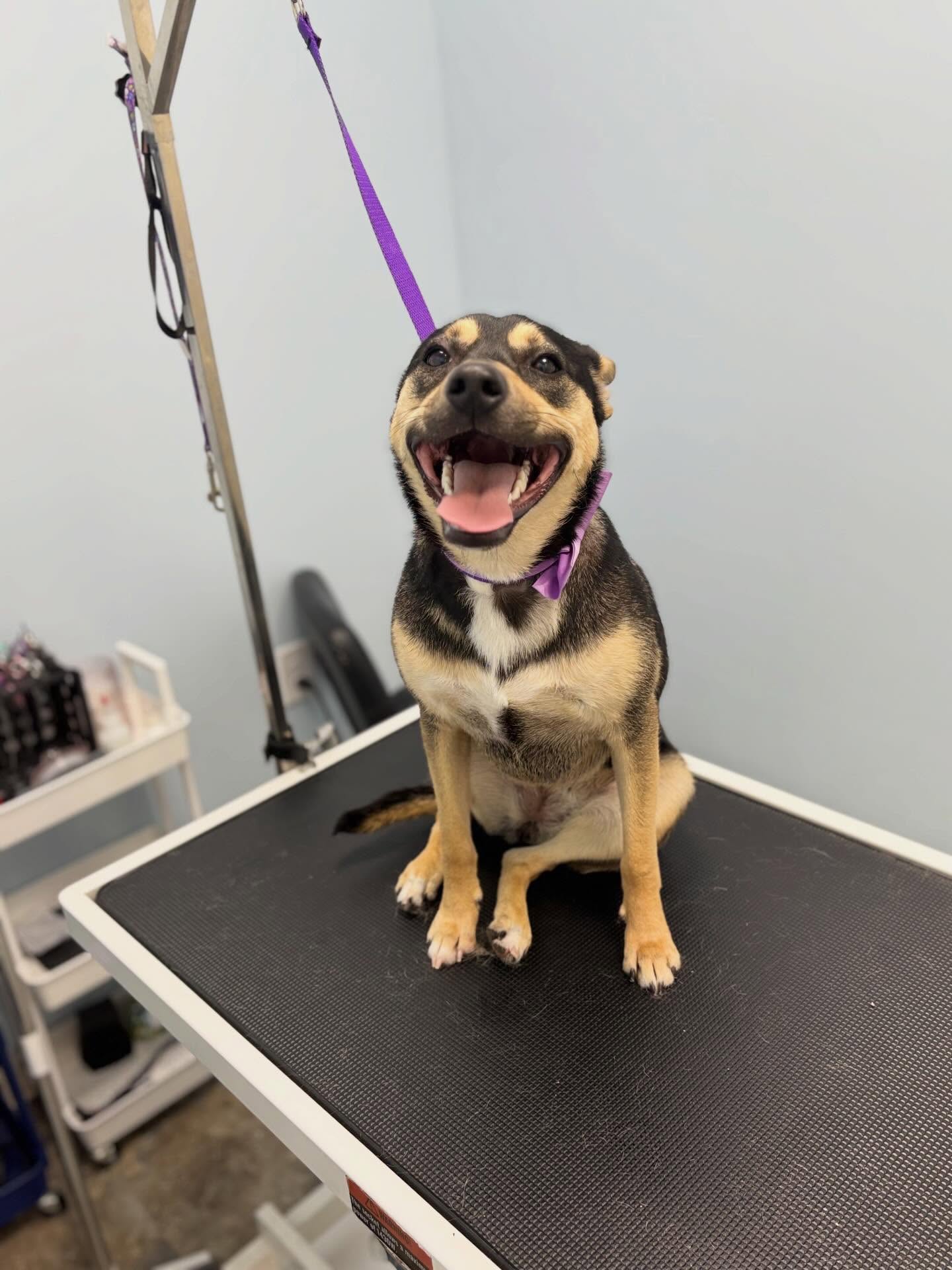 Liberty πΈ
#dogsofinstagram #dogspa #happydog #doglovers #doglife
