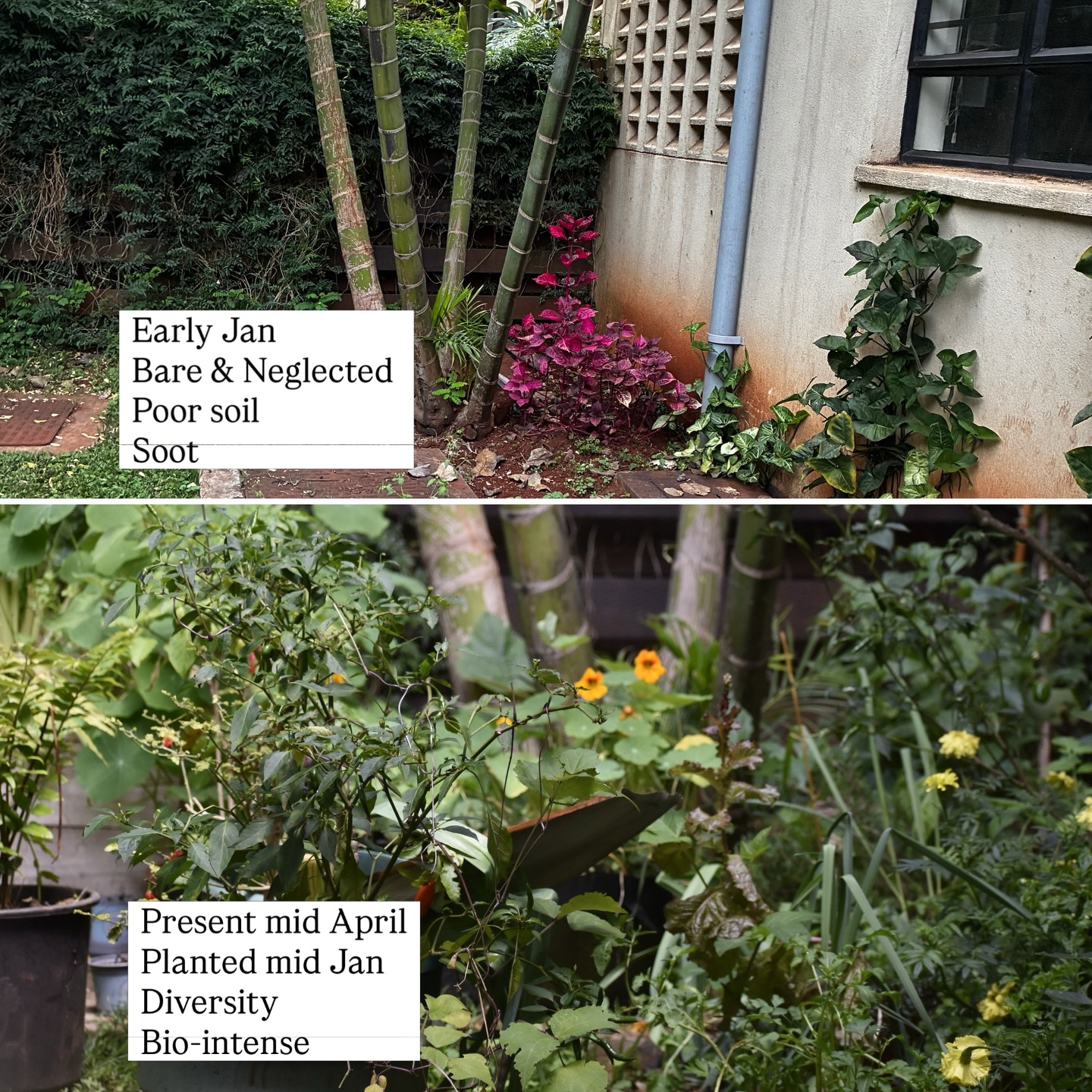 In principle, this should be hard, but it’s not🙌
So much density, in so little space and time, and yet it’s holding. Layers of abundance coming through in sequence, timed with the rains, designed for success and still standing strong.
Nothing is being forced. Just a system doing what it was set up to do = provide 🥗
Pockets of diversity, variety, and stacking functions, all working together in harmony right outside the kitchen door. Easy access. Thoughtfully zoned. Self-supporting. Keeping things in check without effort, just balance.
It’s not chaos, it is coordination 🌿🪻🌾🐝🏡