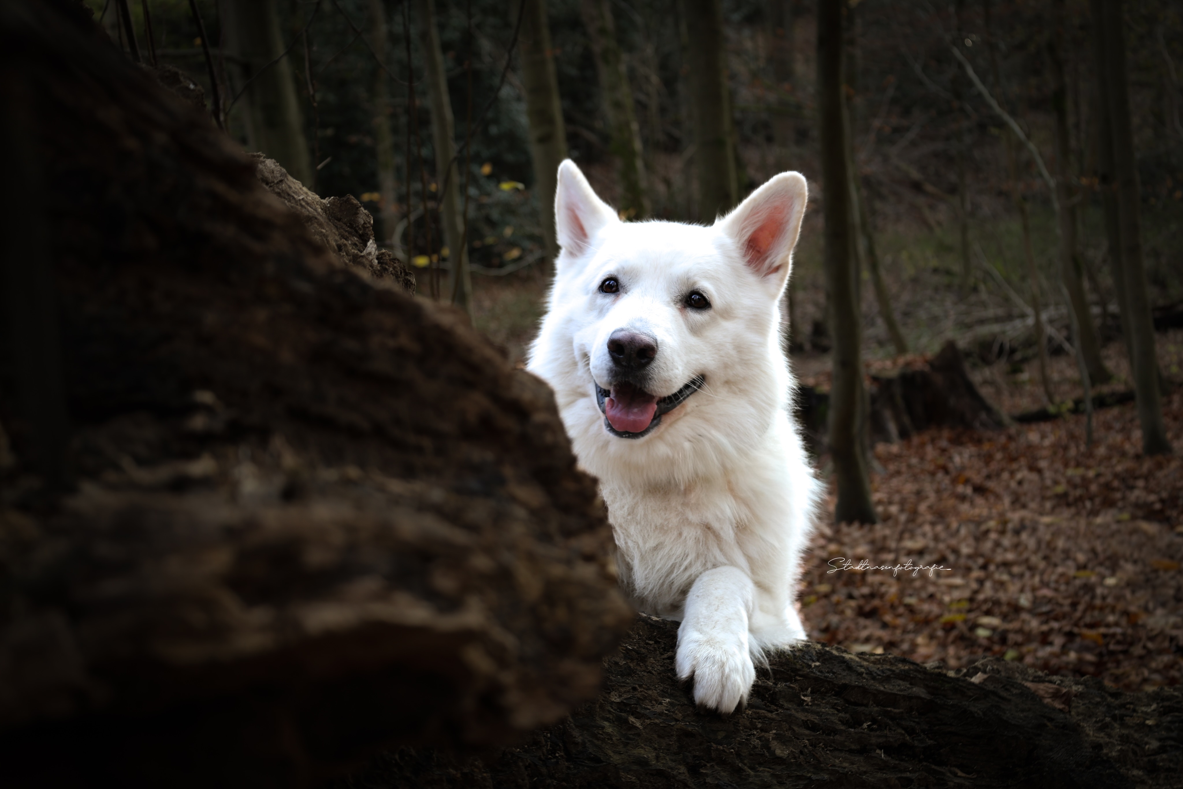 Stresssignale beim Hund, die viele übersehen!
•
Wusstest Du, dass Stress nicht immer laut ist?
Oft ist er leise, aber deutlich sichtbar, wenn man die Körpersprache von Hunden genau beobachtet.
Stress zeigt sich beim Hund nämlich oft zuerst über den Körper – lange bevor es zu Winseln, Bellen, Knurren, Pöbeln oder Angstverhalten kommt.
•
Typische körperliche Anzeichen sind eine angespannte Körperhaltung, ein plötzlich starrer Blick oder weit geöffnete Augen, bei denen man manchmal sogar das Weiße im Auge sehen kann.
Auch angelegte Ohren, eine tief getragene oder eingeklemmte Rute und eine veränderte Körperhaltung, wie geducktes Stehen oder Gewichtsverlagerung nach hinten, können auf Unwohlsein hinweisen.
Viele Hunde beginnen auffällig doll zu hecheln und ziehen ihre Maulwinkel nach hinten, obwohl es weder warm ist noch sie sich körperlich angestrengt haben.
Zittern, vermehrtes Speicheln oder häufiges Schlucken können ebenfalls körperliche Stressreaktionen sein. Auch wenn dein Hund sich plötzlich ständig kratzt, schüttelt oder stark haart, kann das ein Zeichen starker innerer Anspannung sein.
Alea zum Beispiel verliert beim Tierarzt immer sehr viel Fell, da es für sie eine besonders angespannte und stressige Situation ist, während Sira dazu neigt sich bei aufkommendem Stress vermehrt zu kratzen.
Ganz individuell also.
•
Wenn dein Hund dieses Verhalten oft im Alltag zeigt, melde dich gerne bei uns, denn obwohl Stress nicht allgemein schlecht ist und Hunde lernen müssen damit umzugehen, ist extremer und andauernder Stress langfristig aber schon gesundheitsschädlich.
Wir helfen euch dabei sehr gerne weiter!
•
💬 Welche dieser Anzeichen hast du bei deinem Hund schon einmal beobachtet? Und in welcher Situation?
Berichte es uns gerne in den Kommentaren!
