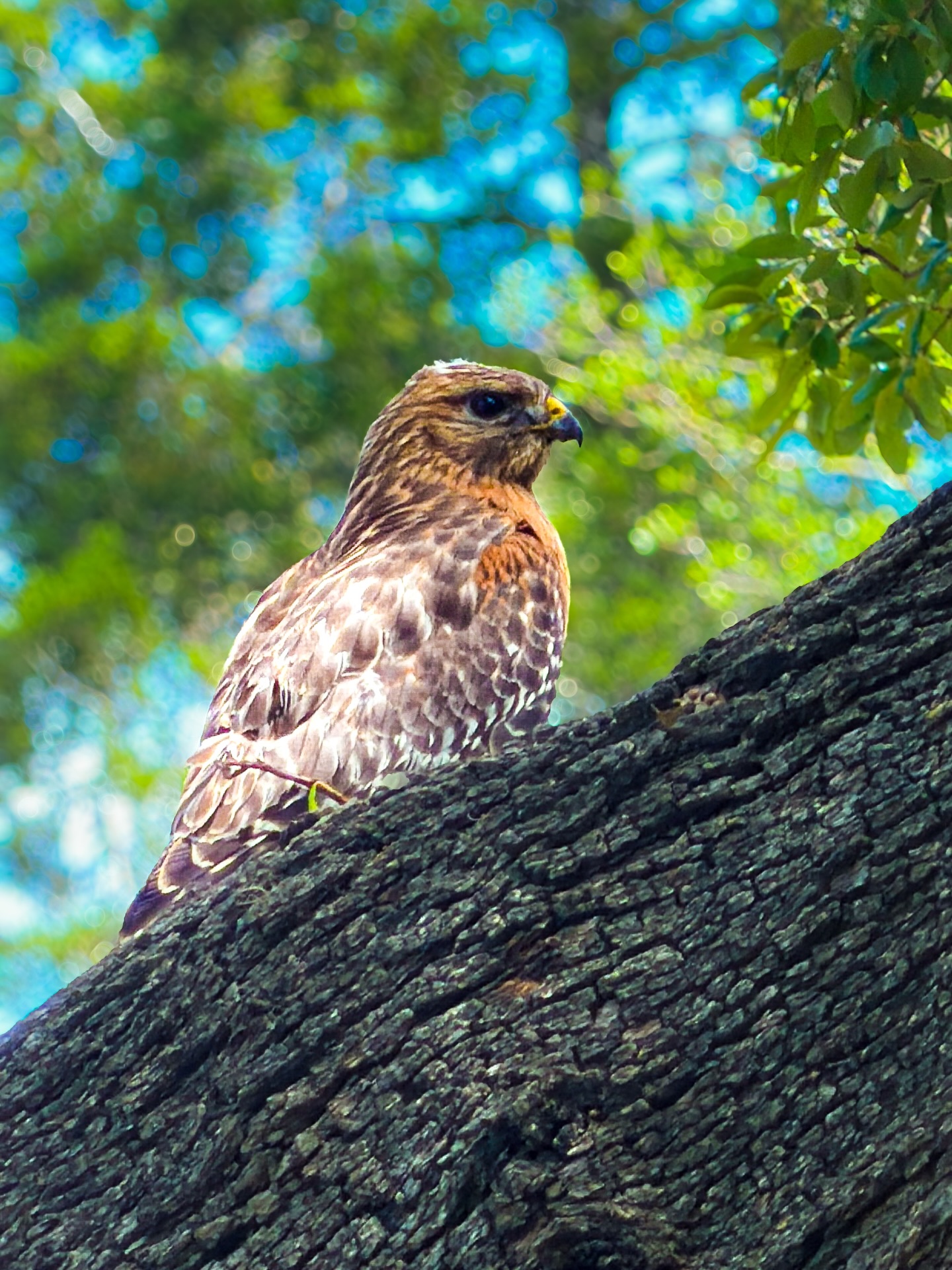 There’s a phase of life where a massive red hawk perched in your garden is the highlight of the day that grounds you, a reminder of the oasis you’ve created. And I am fully here for it. 🦅
Wide open space, wildlife, and nature right outside your back door. The Hill Country has a way of slowing you down in the best possible way.
This is what your everyday can look like out here. And trust me, you never take it for granted.
If Hill Country living has been calling your name, DM me. Let’s find your piece of it. 📲🌿
#HillCountryLiving #TexasHillCountry #HillCountryLife #hawk #HillCountryRealEstate