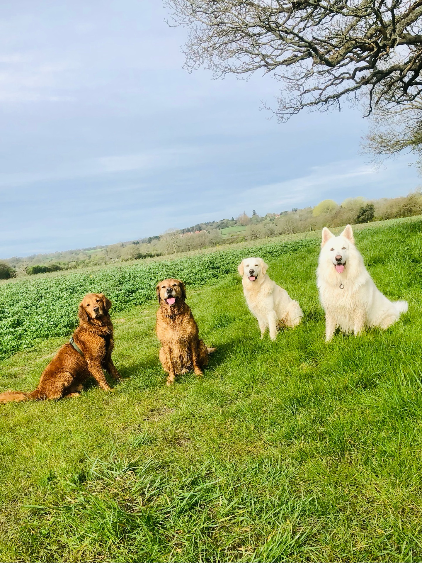 ❤️
If your dog would like to have a walk with us then contact us at www.ardendogwalking.co.uk and check out our half-day experience.
#ullenhall #tanworthinarden #hockleyheath #henleyinarden #dog