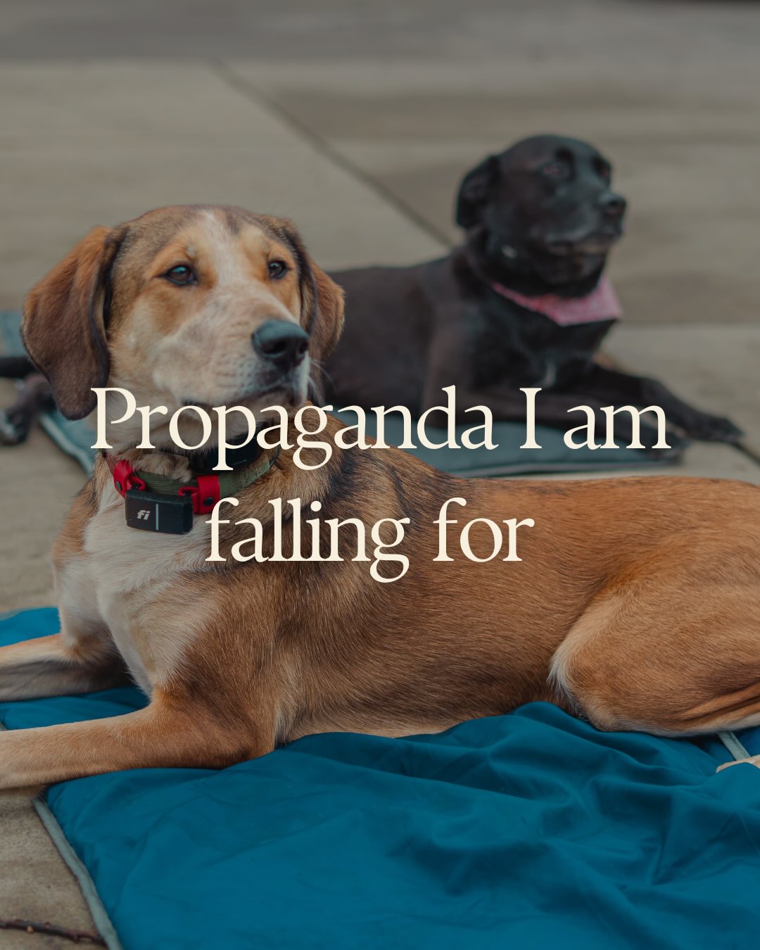 Propaganda I am falling for, part 2.
#dogsofinstagram #dog #dogs #propaganda #dogtrainer