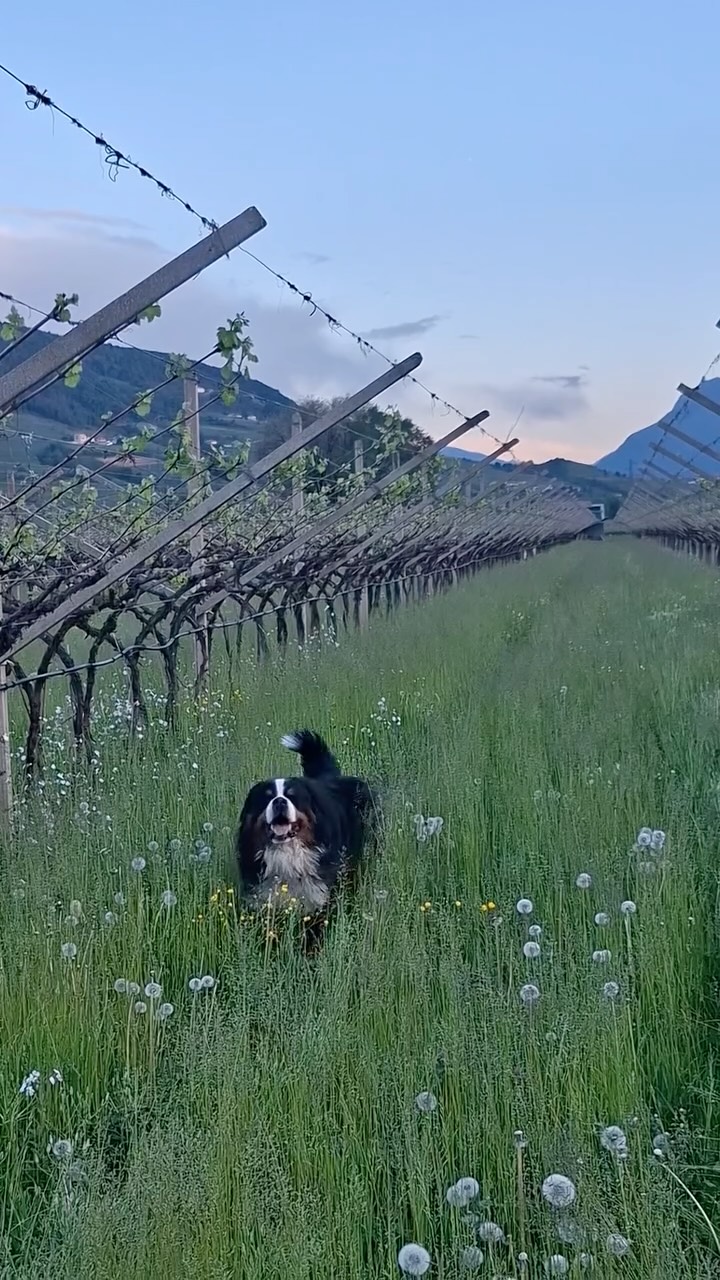 Tra i filari della Piana Rotaliana, anche DOC, il nostro cane, non si perde un sopralluogo 🐾🍇
La primavera avanza e i nostri vigneti si risvegliano, passo dopo passo… e zampa dopo zampa.
Tra profumi di terra, germogli che spuntano e giornate che si allungano, controlliamo insieme come procede la nuova stagione 🌱
Perché qui, ogni dettaglio conta. Anche uno sguardo curioso a quattro zampe.
#PianaRotaliana #Vigneti #PrimaveraInVigna #WineLife #VitaInCampagna