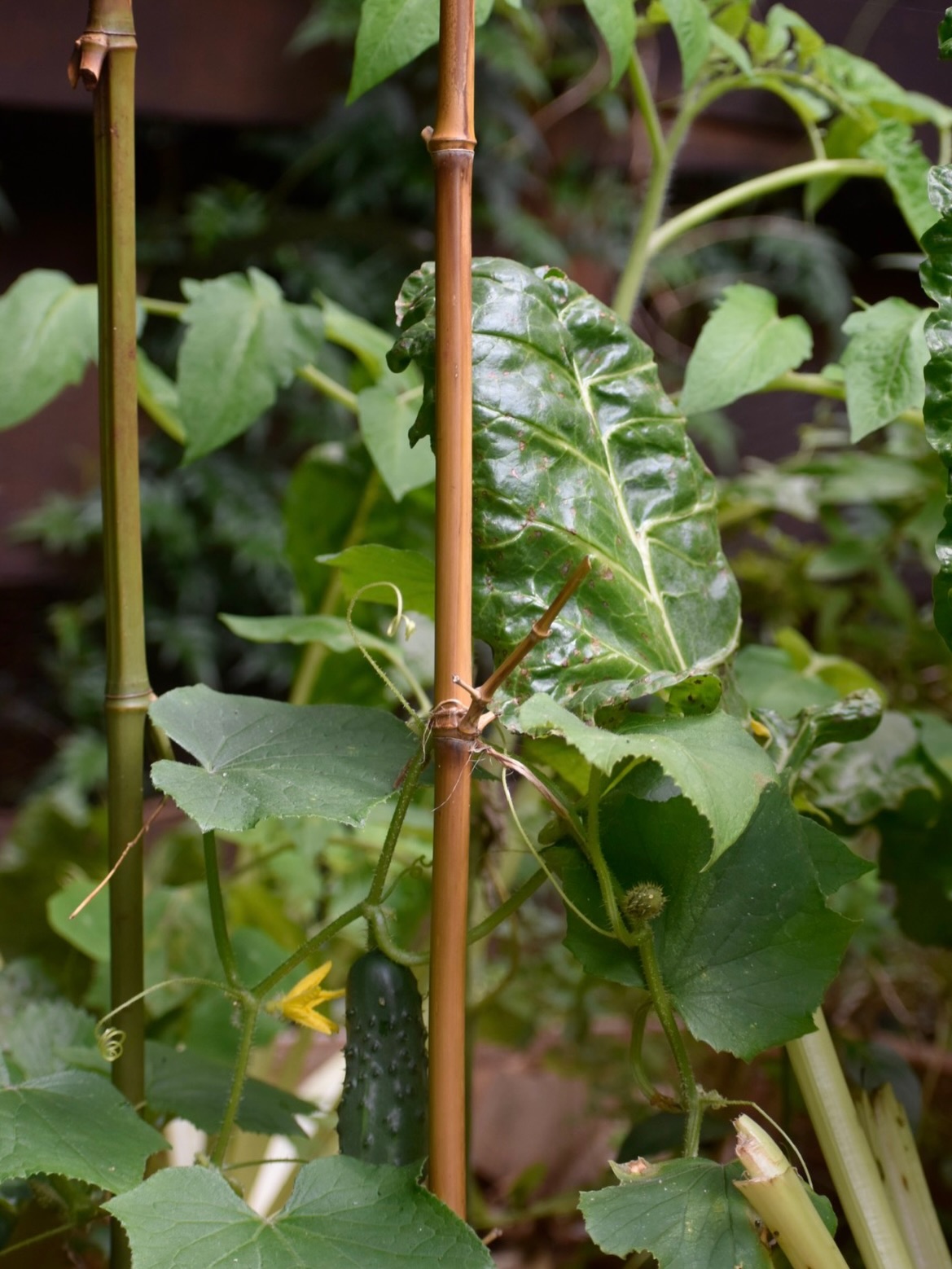 Our cucumber season is here! 🥒
So exciting to see these coming up. We added them a month ago. We had amazingly strong abundance in the year prior.
Cucumbers thrive when the system is balanced and providing warm conditions, steady moisture, rich living soil, good sun, and plenty of organic matter and of course good companions. They also love space or vertical support to grow freely like this.
When the soil is alive and the conditions are right, they respond fast, and abundance follows. Can’t wait to harvest these babies! We have at least three coming plants coming up!