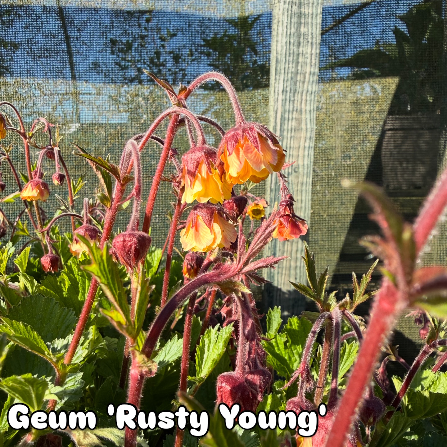 Geum ‘Rusty Young’ ideal for a splash of spring colour. #geum #hardyplants #peatfree #gardenplants #plantnursery