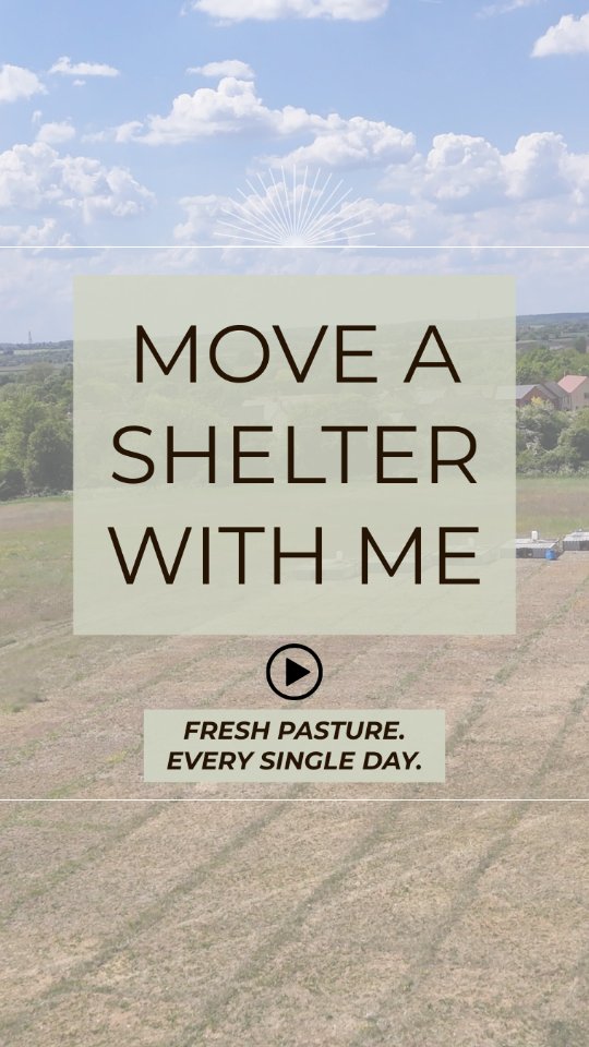 Wondered how we rotate our chicks onto fresh pasture every single day? ๐ฟ
Itโs all part of regenerative farming: they forage new grasses and plants, and their droppings naturally fertilise the land, helping us build healthier soil season after season ๐
#pastureraised #RegenerativeFarming #OrganicChicken #supportlocalfarms #EthicalFarming