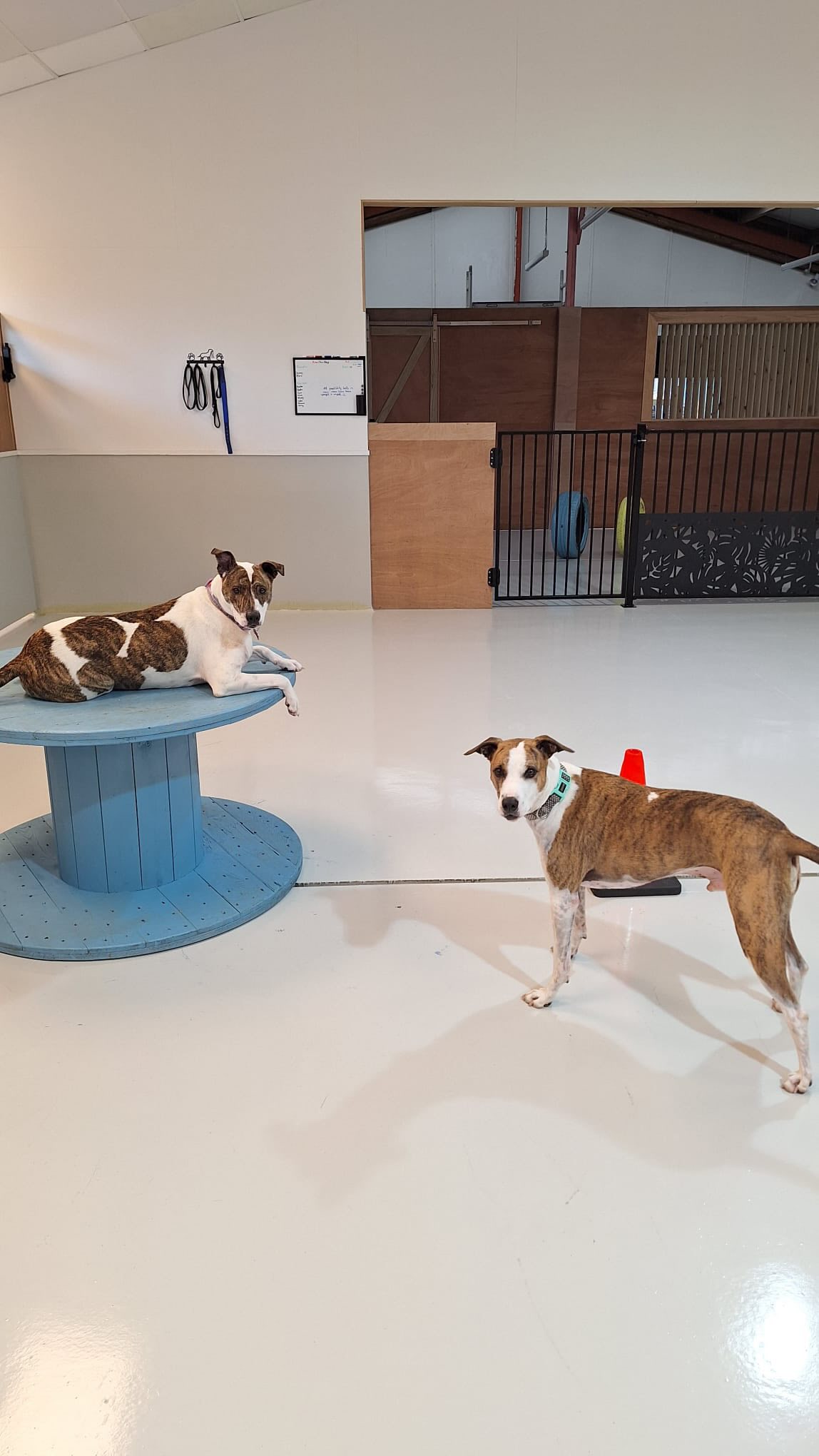 We said goodbye to Flora and Barney yesterday after their ling stay with us. We miss them already 🥺🐾🐶💛
.
.
.
.
.
.
#dogboarding #dogsitting #doghotel #happydogs #wooflandnz @barneyandflora