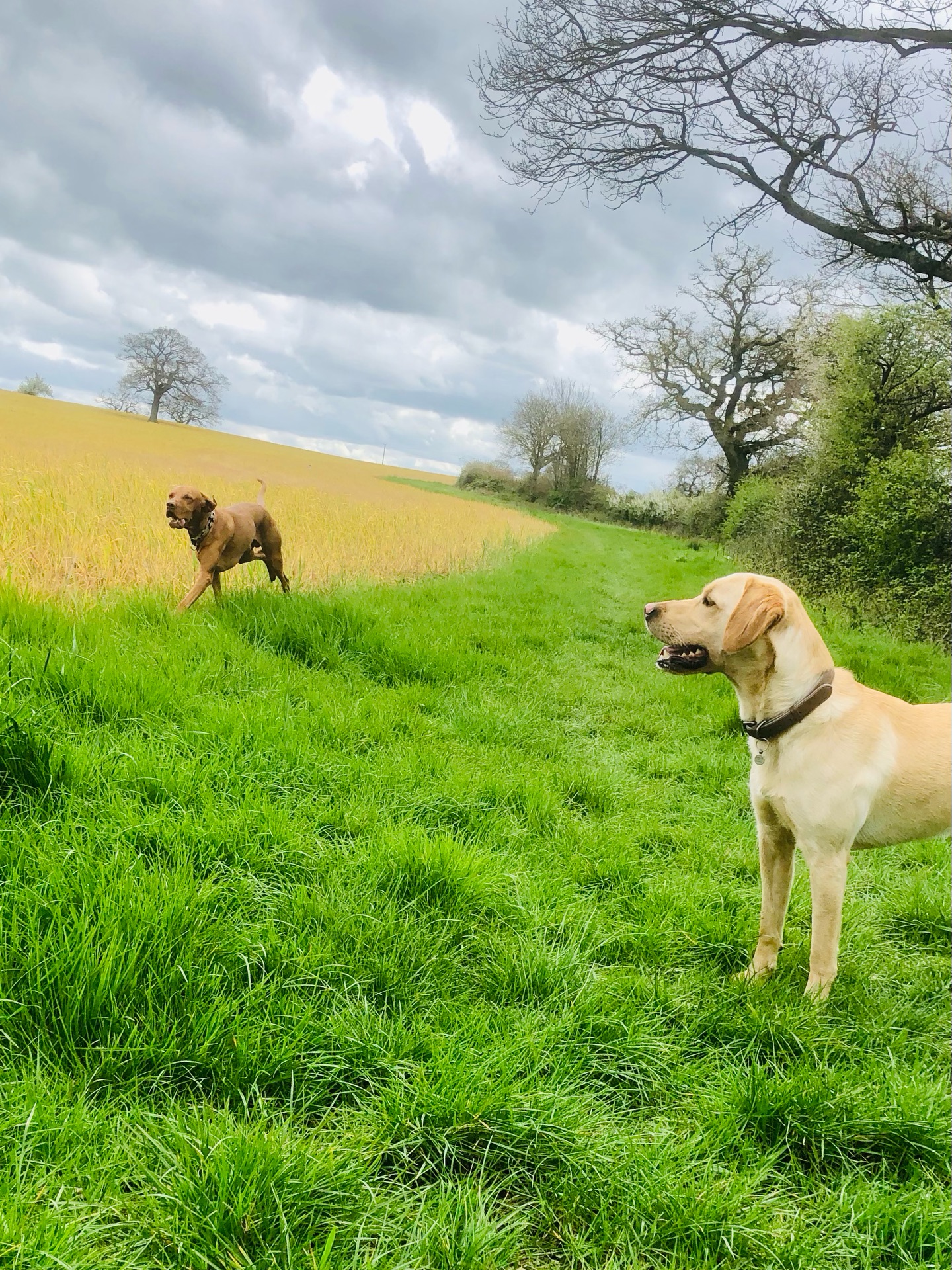 🐾🐾🐾
If your dog would like to have a walk with us then contact us at www.ardendogwalking.co.uk and check out our half-day experience.
#ullenhall #tanworthinarden #hockleyheath #henleyinarden #dog