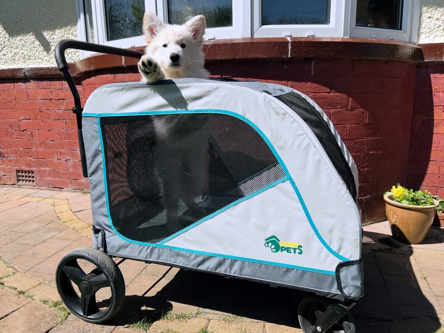A safe way to get your puppy out and about is by using a stroller. They experience lots of different sights, sounds and smells, ideal for the critical socialisation period.
#swishsheps #shepherddog #shepherddogs #germanshepherd #breakfreefromthekc