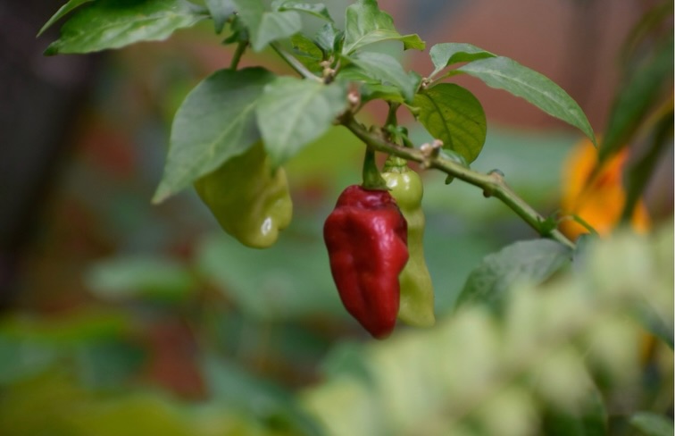 Varieties of chilies growing right in our backyard kitchen garden 🌶️🐝🌾
Some have been with us for years, quietly re-seeding and returning each season. Others were added just a few months ago with the rains, thriving in the warmth and humidity.
There’s something special about watching them respond directly to the land, to the soil, the season, the care.
Chilies ask for living soil, patience, and balance. In return, they give intensity, flavour, and abundance in small but powerful fruit.
Nothing beats picking your own, sun-warmed, grown right here, from a living system that it’s also quite dense that we have created in short amount of time 🌶️ 🌿 ☀️ 🌧️