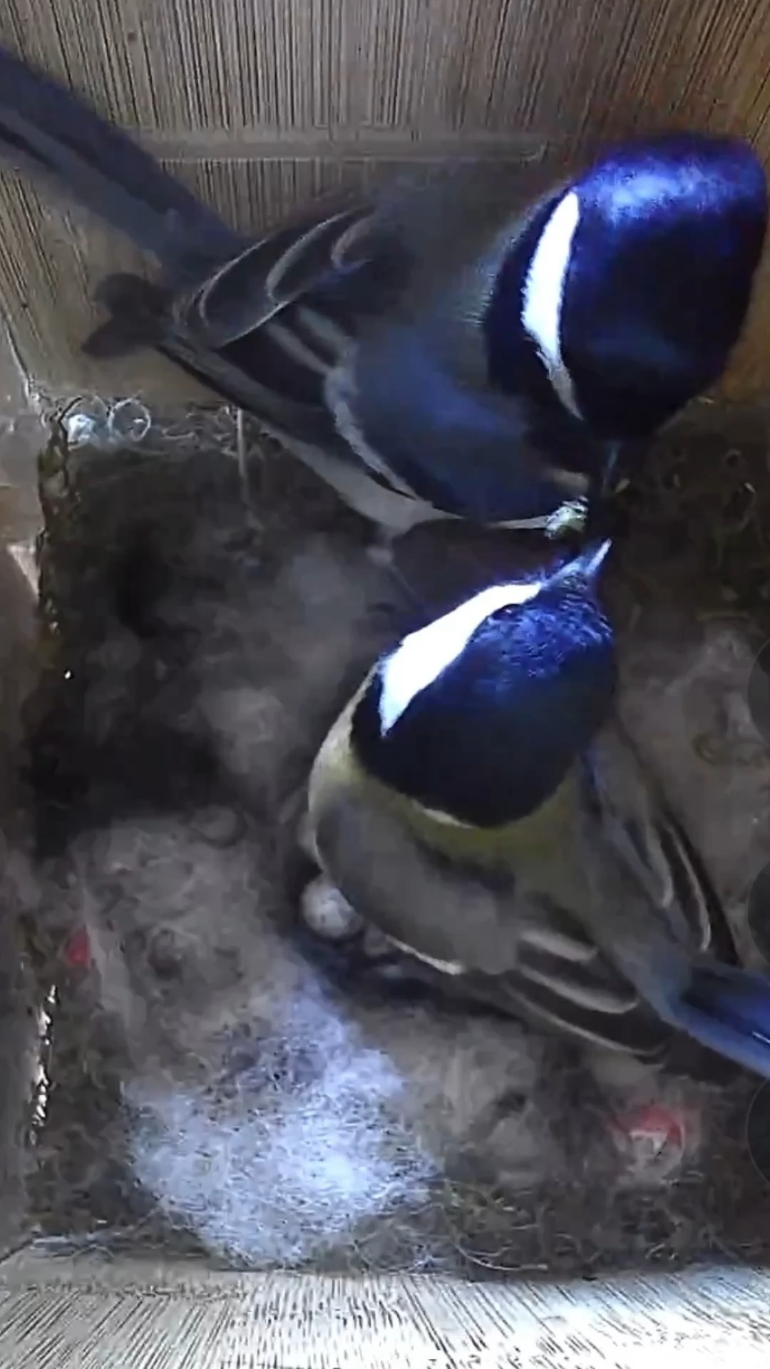 A lovely reminder that we share our campus with a wider community 🐦🥚
Our birdbox is currently home to a pair of great tits and their 10! eggs.
Moments like this connect beautifully to our ISU pillar of learning to live together, as students are reminded that shared spaces, care, and belonging matter both inside and outside the classroom. 💙
#internationalschool #birdbox #learningtolivetogether