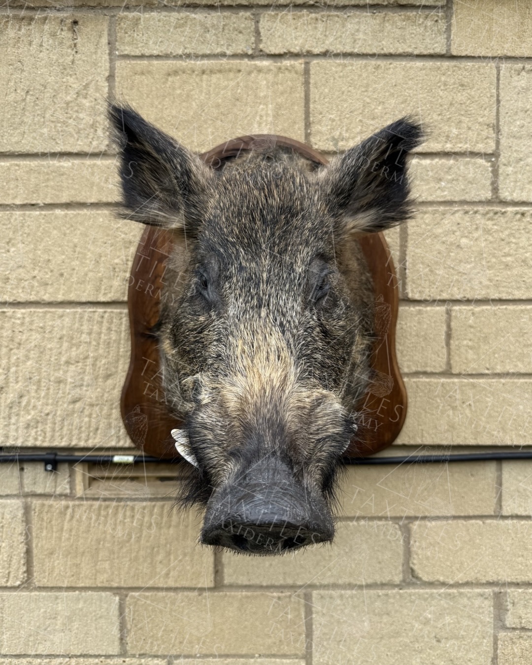 Wildboar shoulder mount commission all complete. It was great to try something different and mount a completely new species to me. They are interesting animals, their skin is nothing I’d ever seen before. Really interesting animals.
#wildboar #gamehead #taxidermy #commission