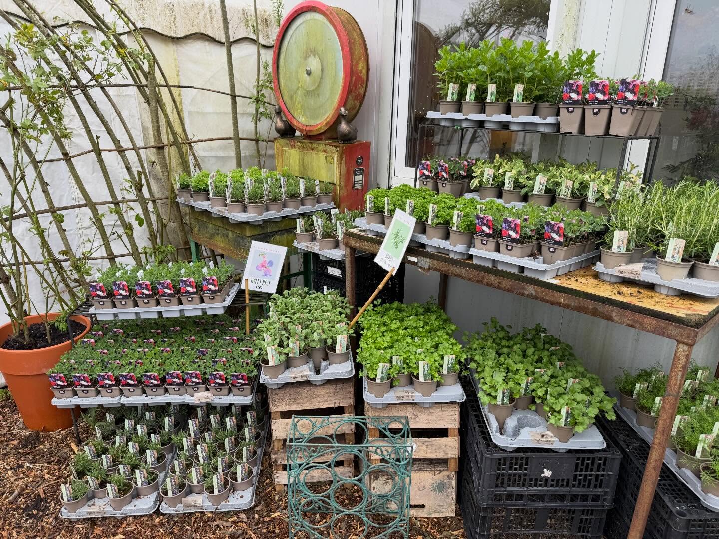 We’ve got lots of lovely small plants at the nursery if you fancy a little treat to fill up your garden!
#plants #gardening #gardeninglife