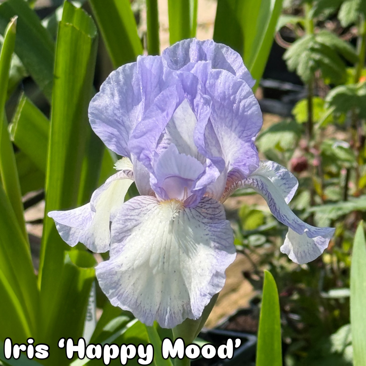 IB Iris ‘Happy Mood’ an ideal present for that grumpy sod who likes the garden! May have some online in pots soon! Back in stock request it on the website! #happymood #beardedirises #gardenplants #mailorderplants #peatfreenursery