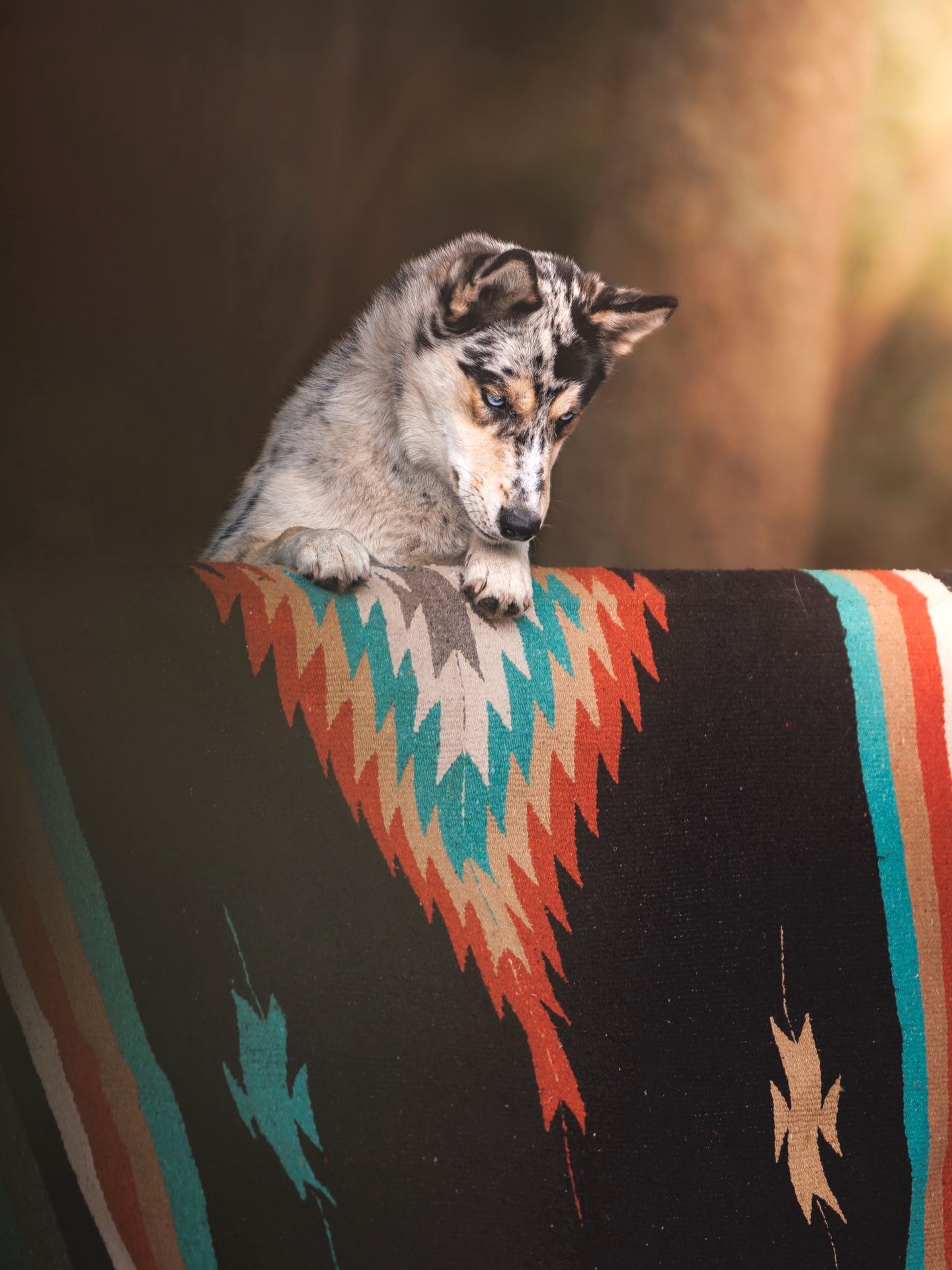 Dans nos vies, dans nos chemins, dans nos silences. Ils savent tout sans nous parler, ils comprennent tout sans même nous regarder.
Les animaux font partie de tout ce qui nous construit, de tout ce qui nous inspire. Ils nous entourent depuis toujours, nous les aimons avec notre coeur et notre âme.
Ils nous apprennent la justesse, la présence, l’essentiel.
On les sauverait tous si on le pouvait, vous êtes comme nous ? Racontez nous 🤍 Vos animaux, qui sont-ils ? 🥹
TheWildWhispers WildSpirit EspritSauvage AnimalLovers